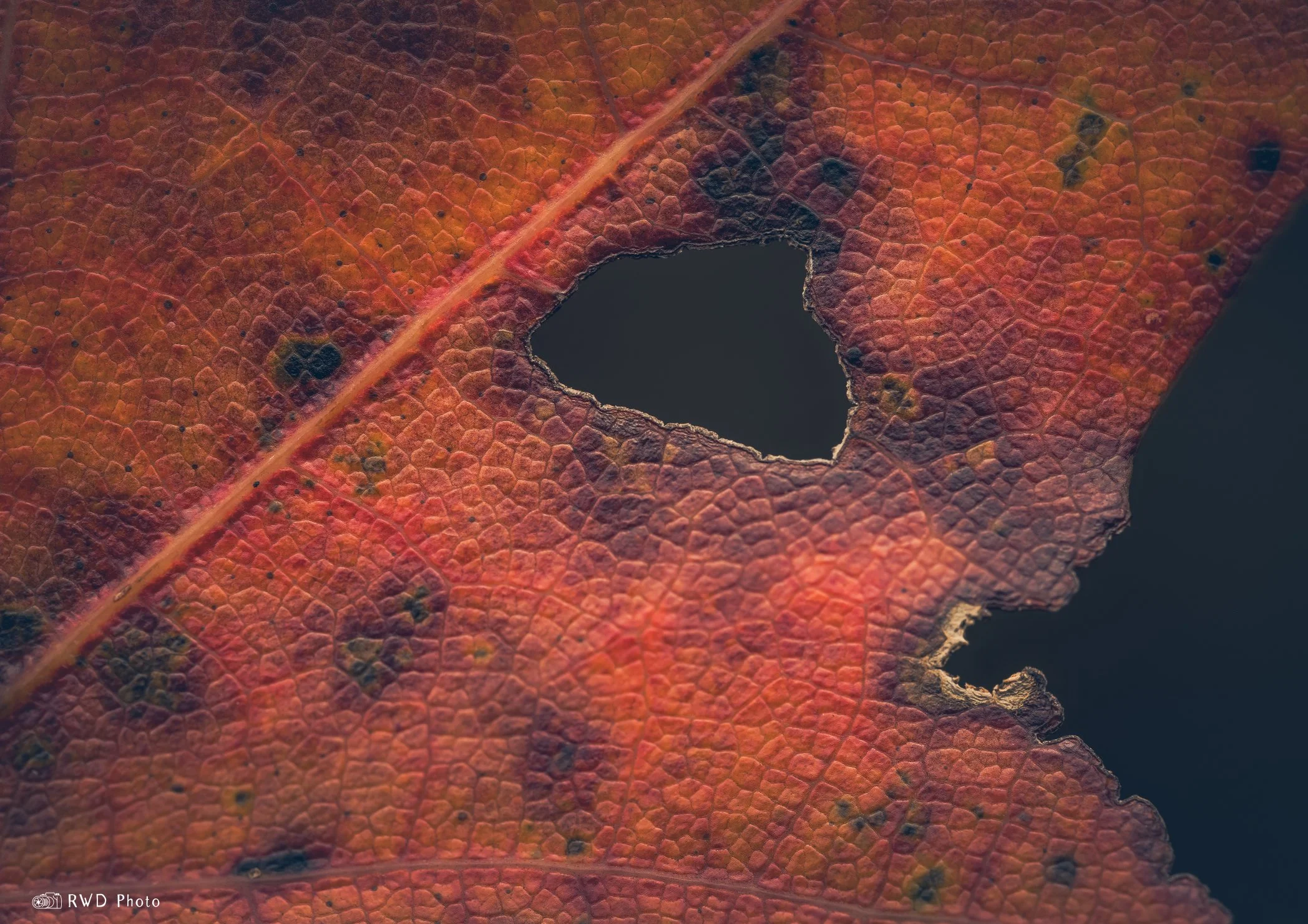 101523_BurntLeaf-1.jpg