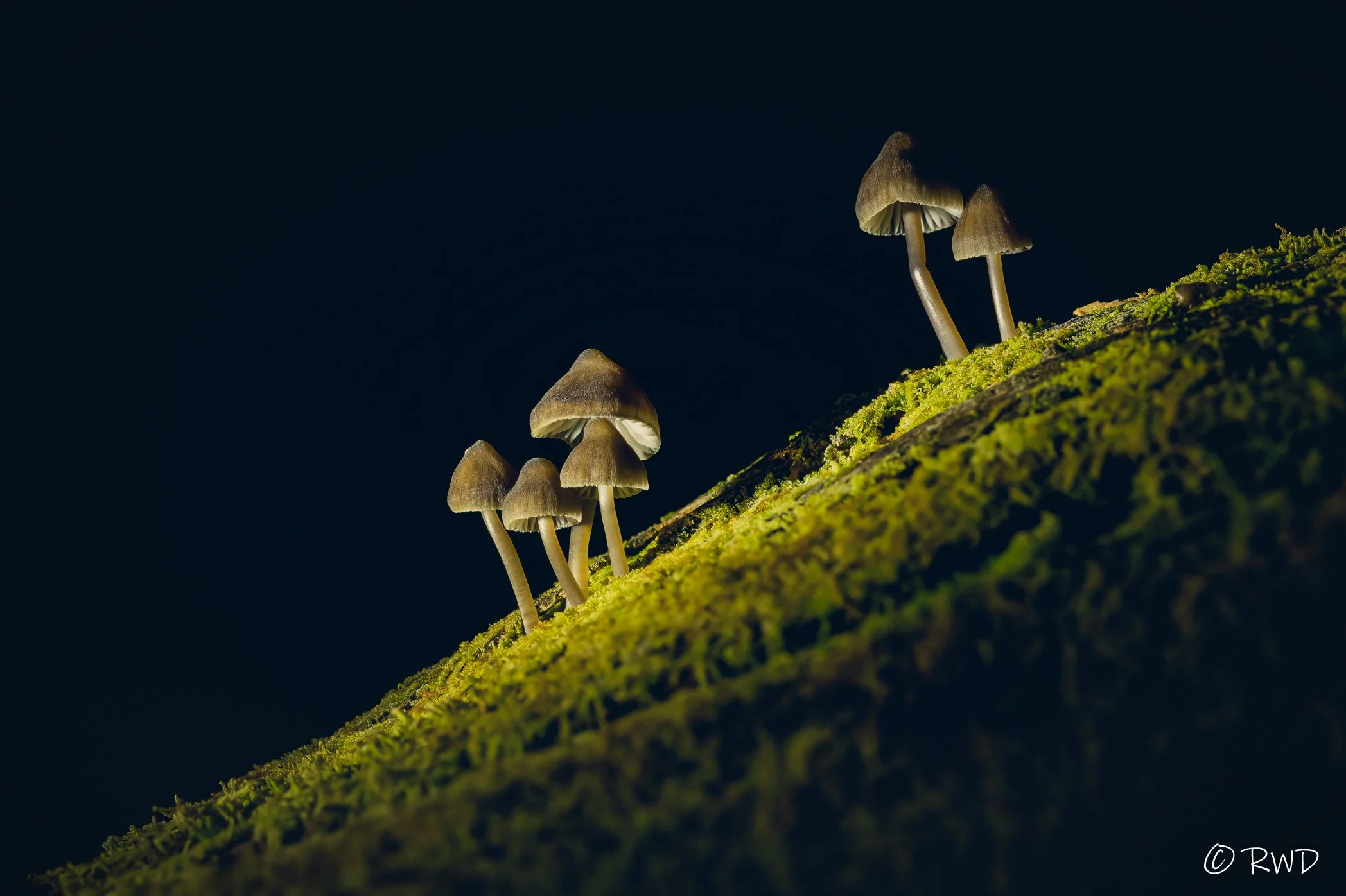 100923_Moss&Mushroom-1.jpg