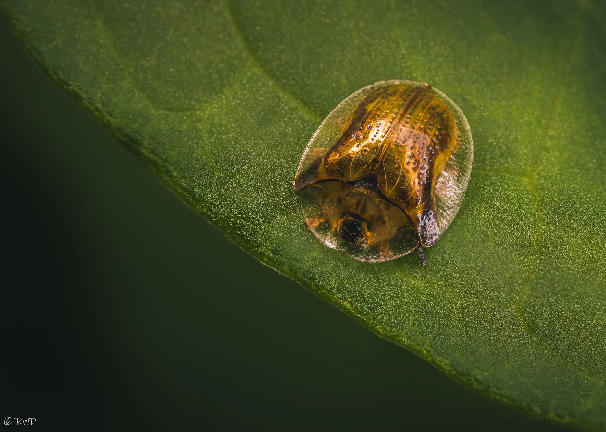 070923_TortoiseBeetle.jpg