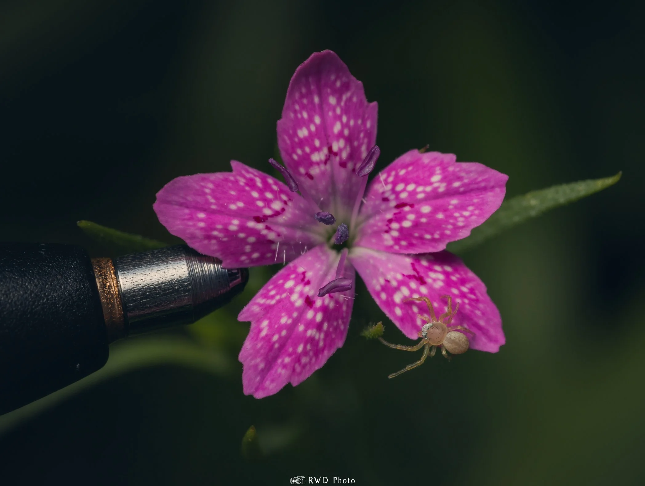 070424_CrabSpiderScale-1.jpg