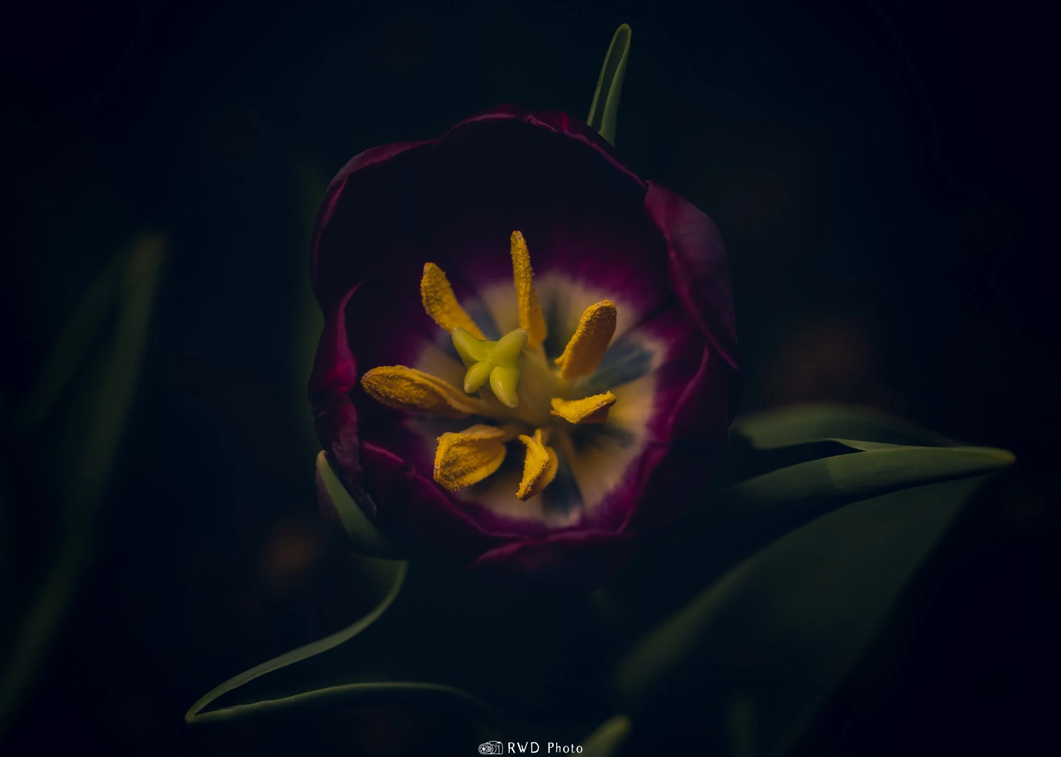 030324_Tulip-1.jpg