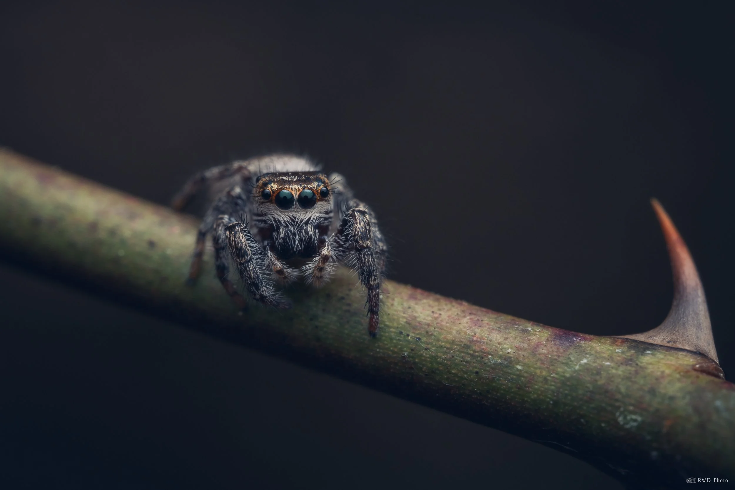 033126-JumpingSpider.jpg