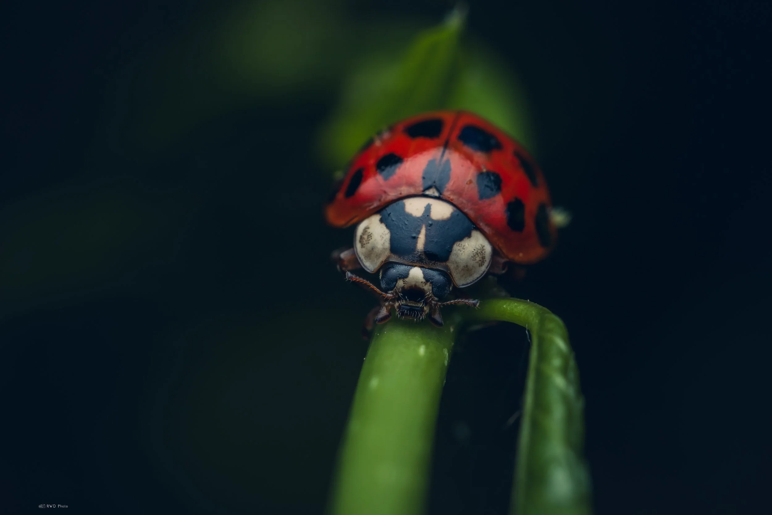 061626-Ladybird-8.jpg