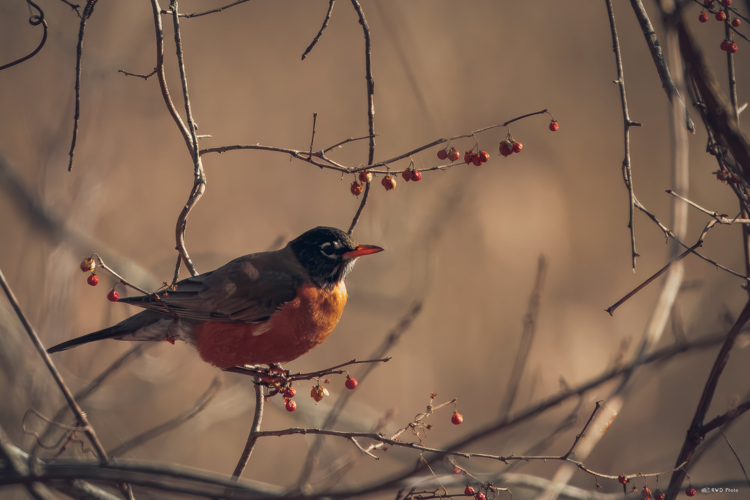 010424_Robins-1.jpg