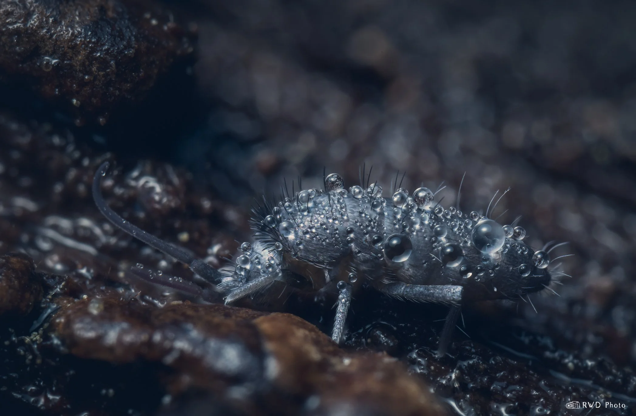 120224_Springtail-2.jpg