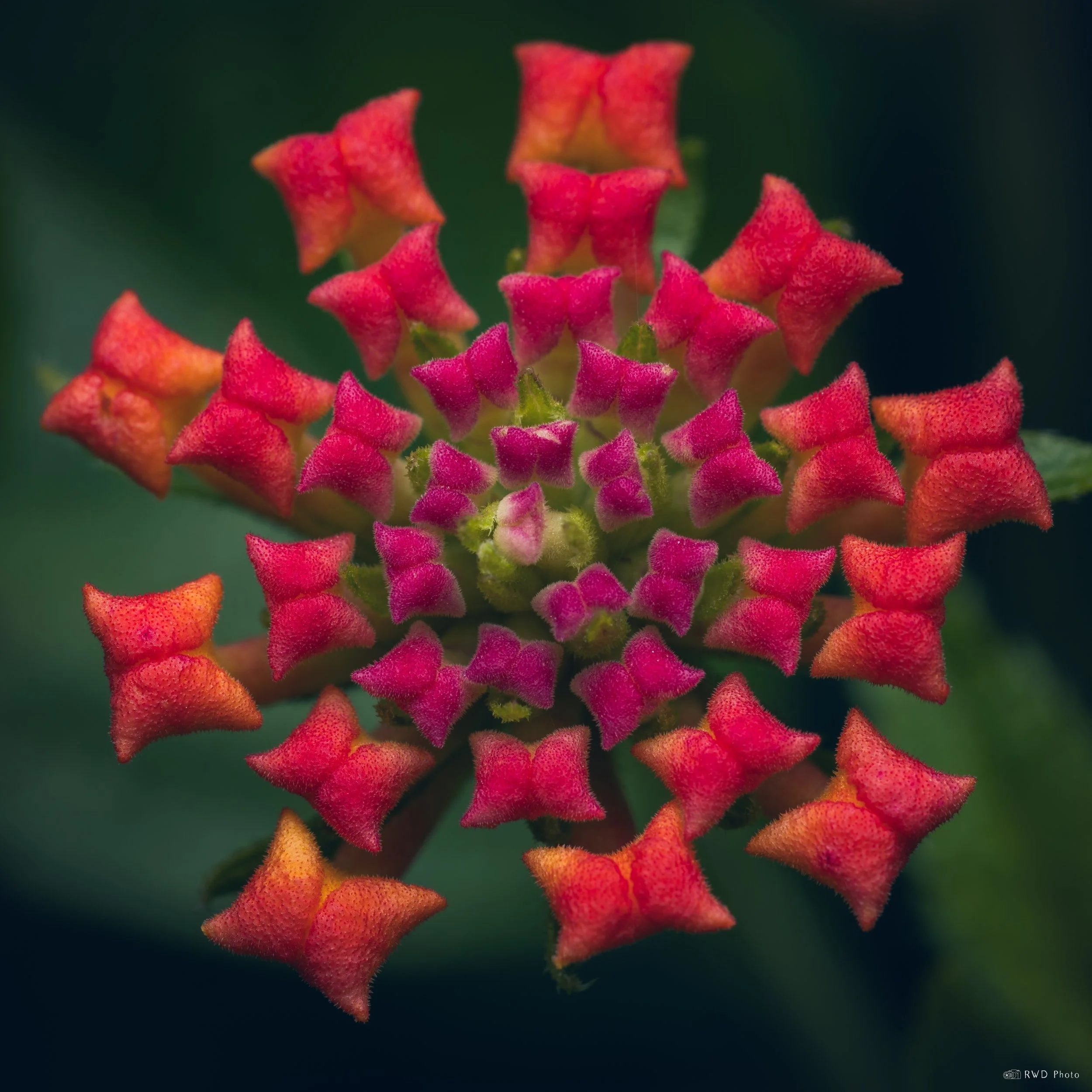 062726-Lantana-5 2.jpg