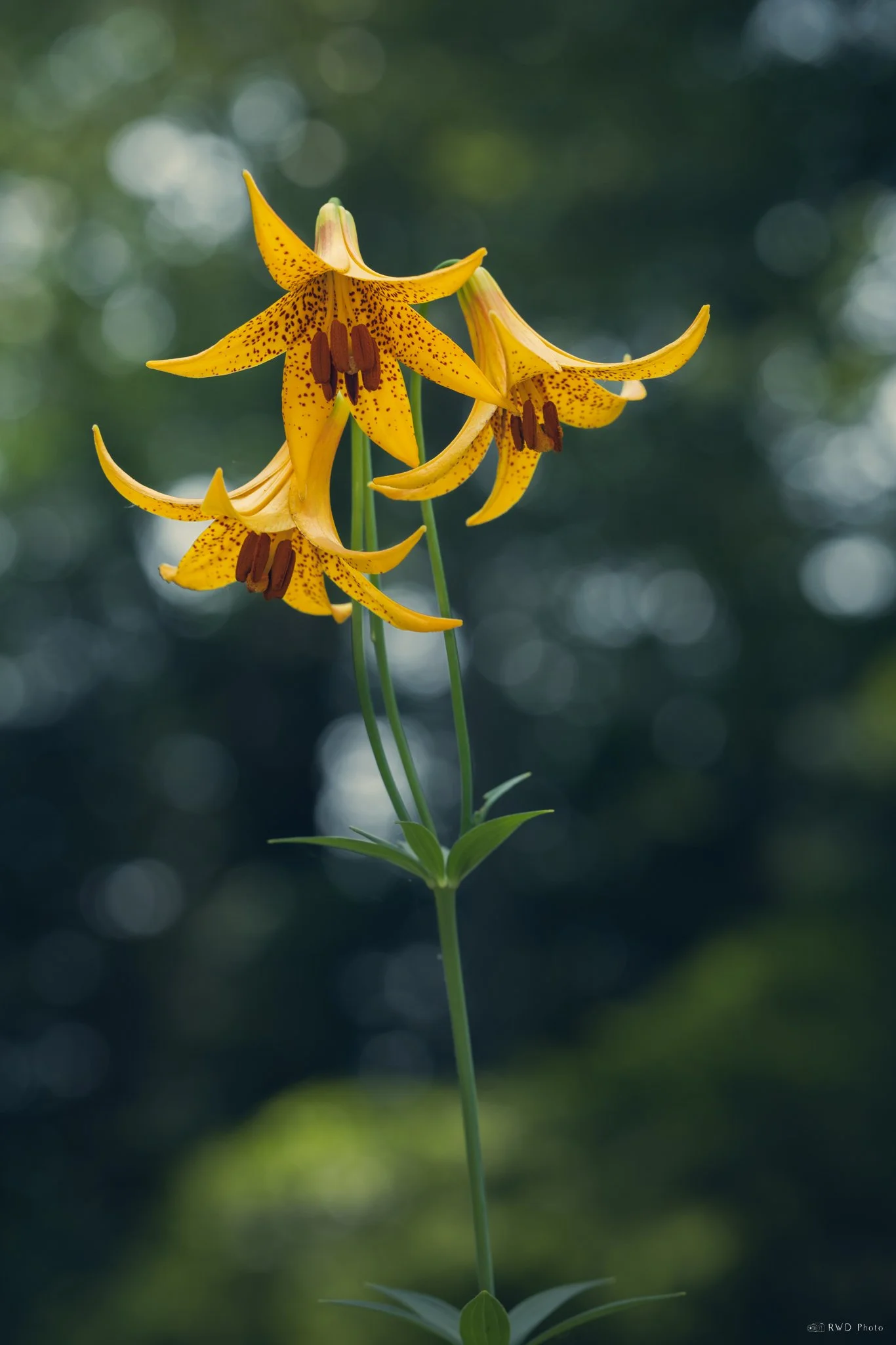 062325-CanadaLily.jpg