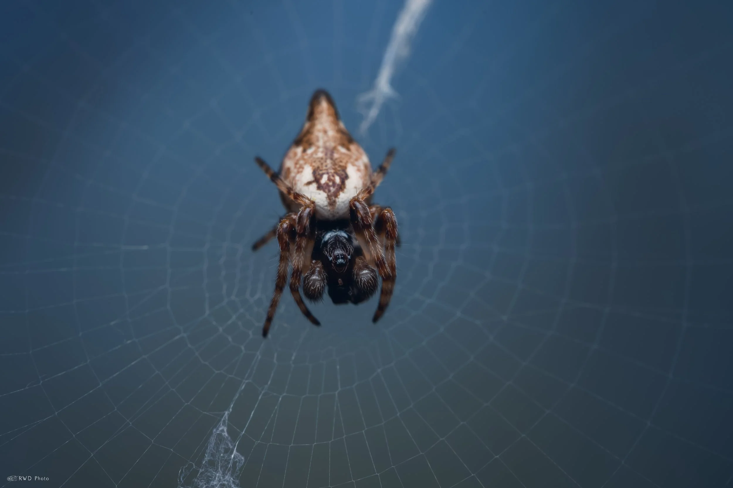 042826-Orbweaver-1.jpg