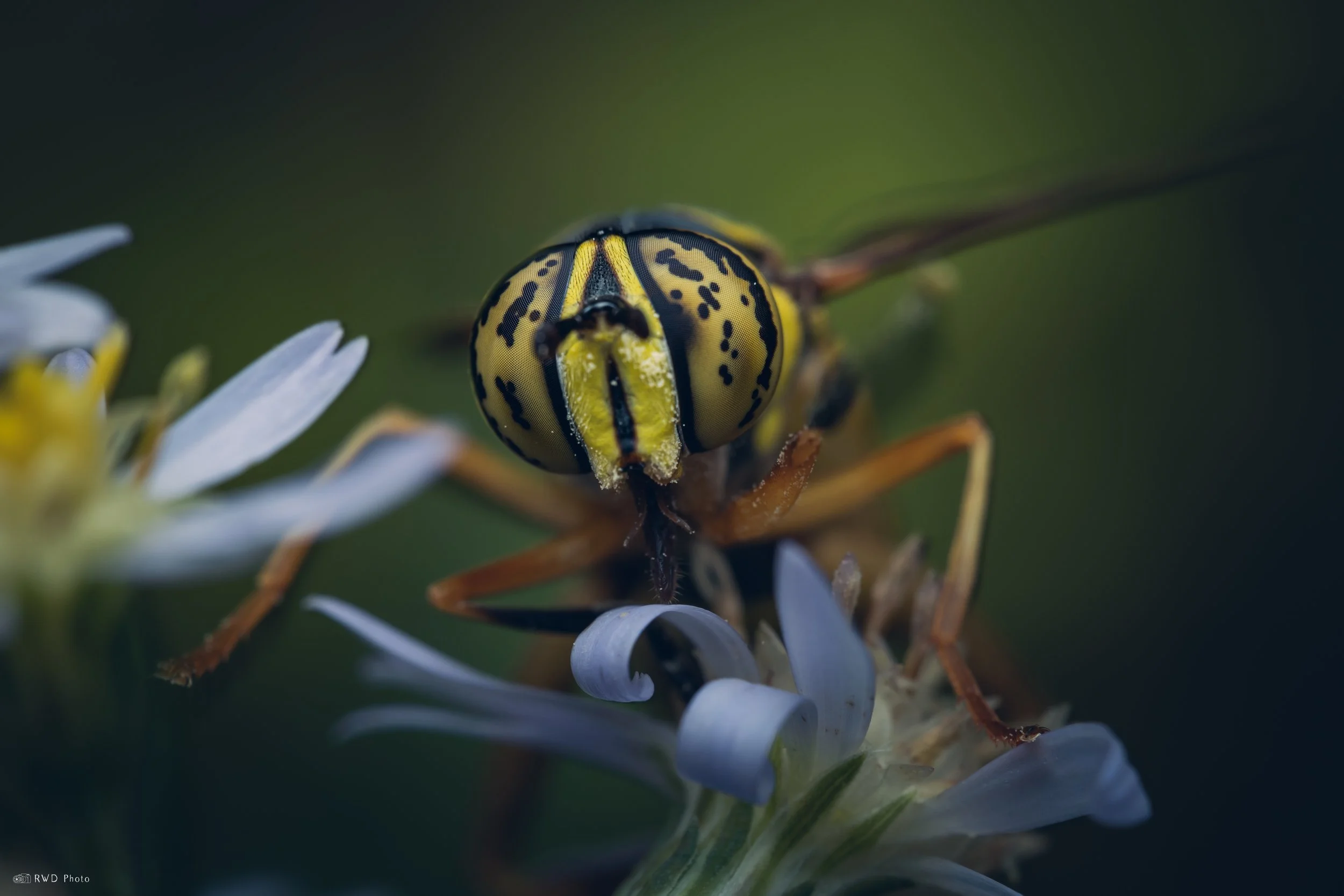 092925-EasternHornetFly.jpg