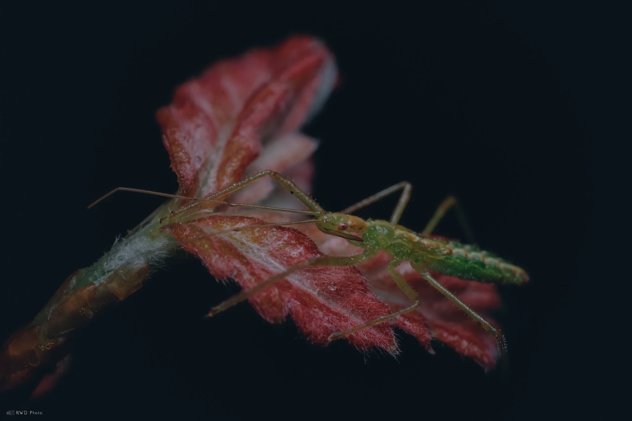 042725-GreenAssassinBug-2.jpg