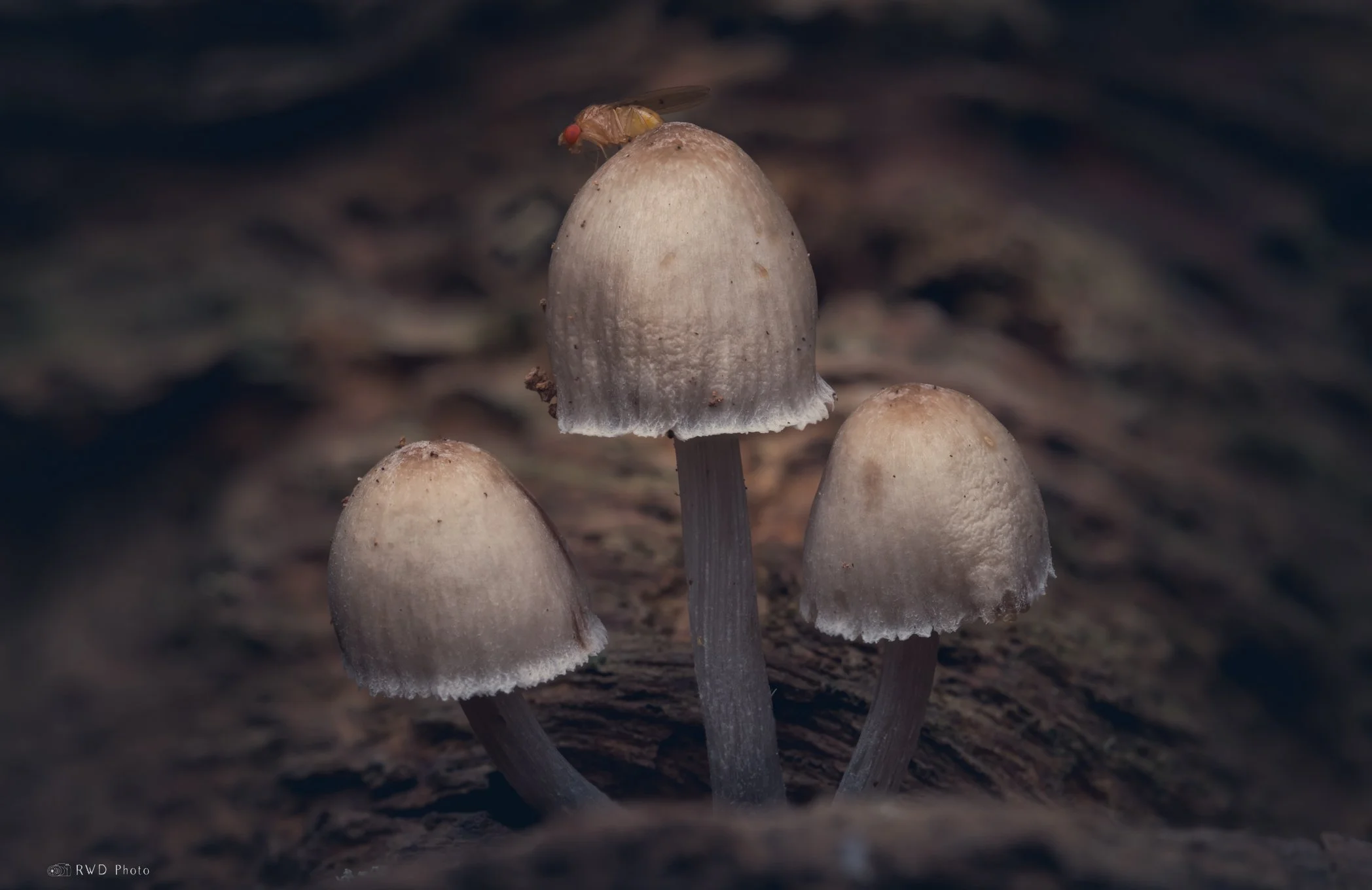 091524_Mushrooms.jpg