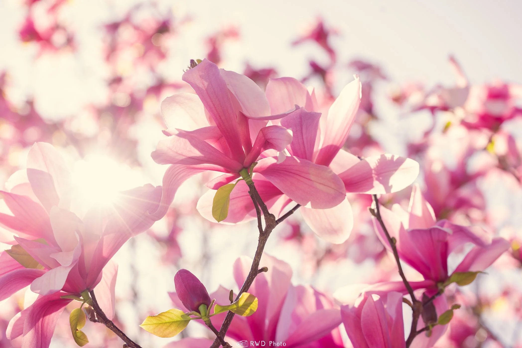 042224_PinkFlowerTree-1.jpg