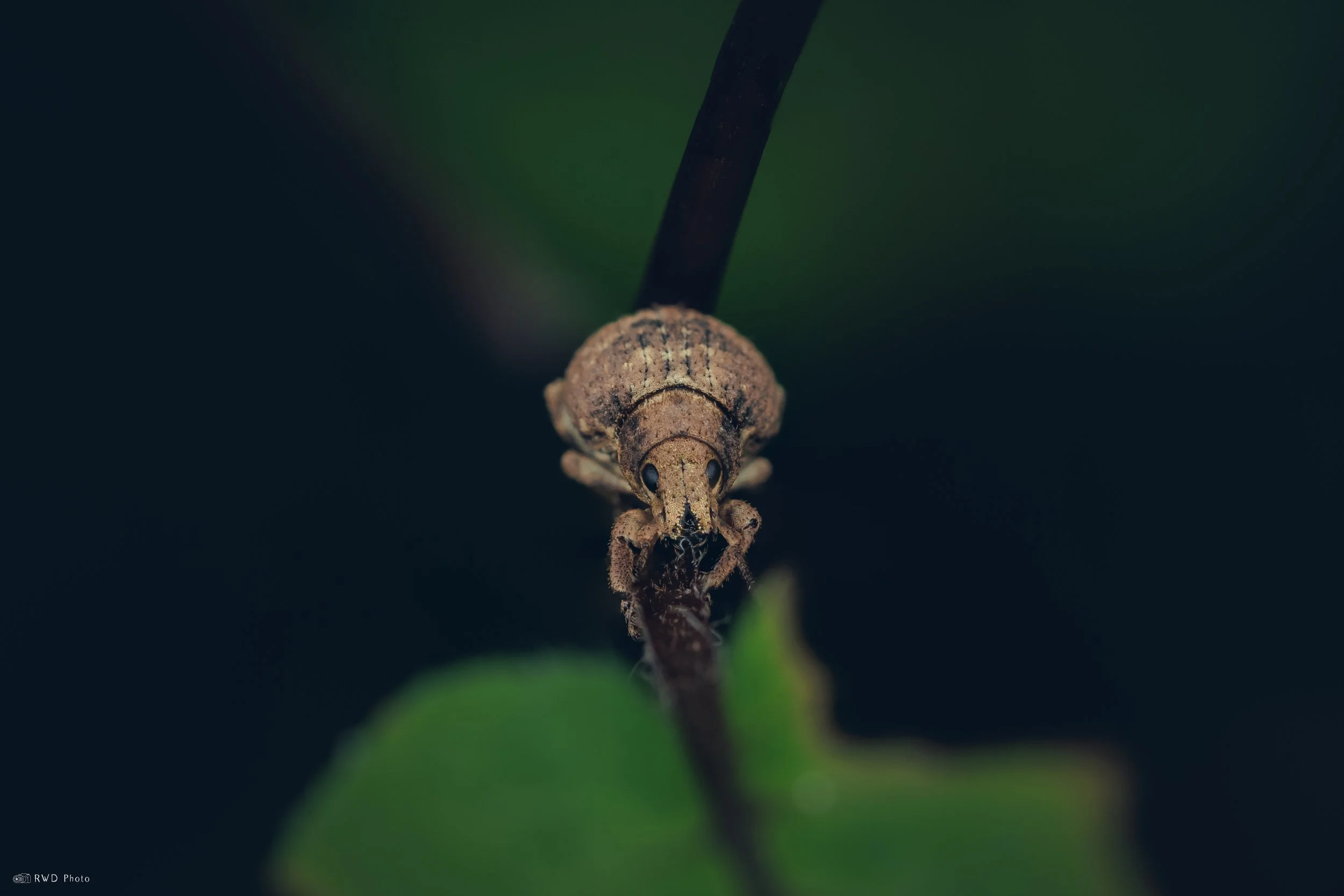 072625-Weevil.jpg