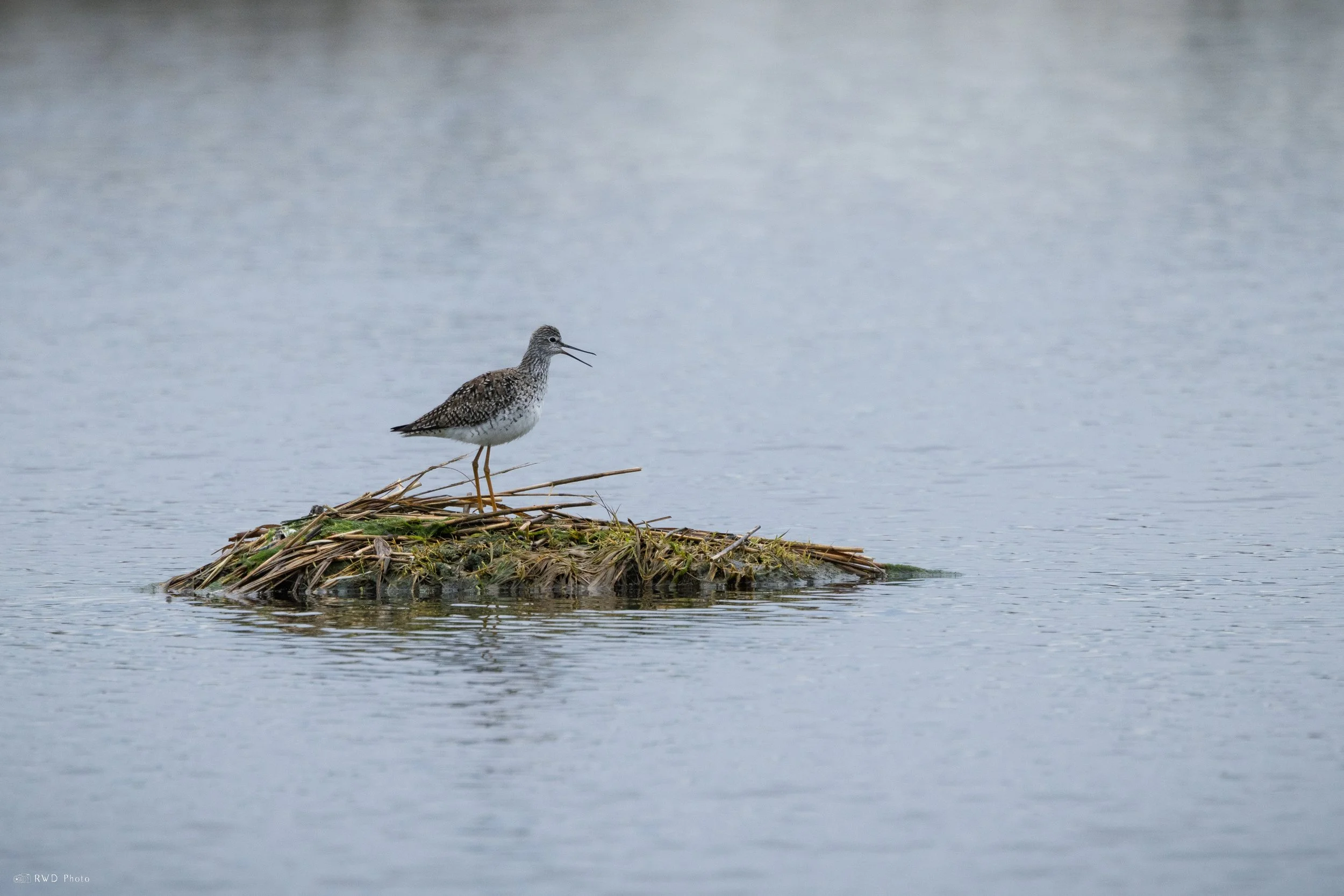 042626-Sandpiper-1.jpg