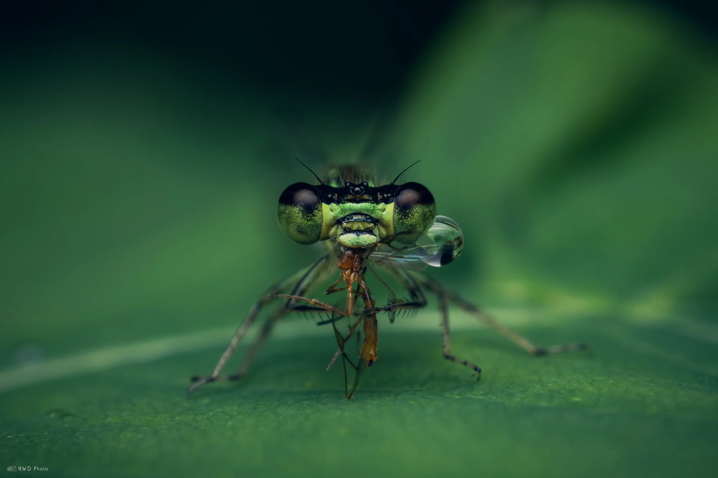 062326-DamselFly-1.jpg