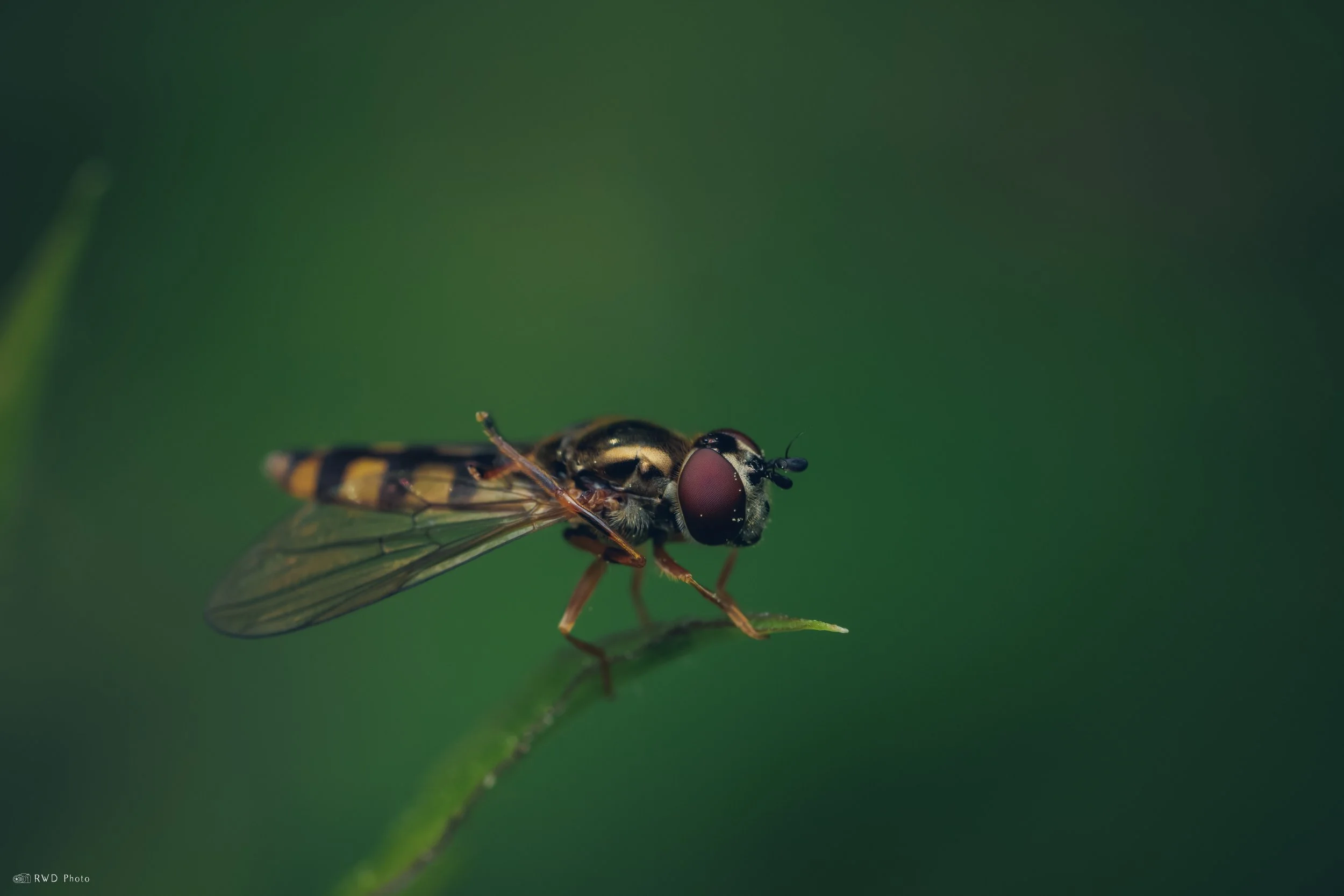 052425-Hoverfly.jpg