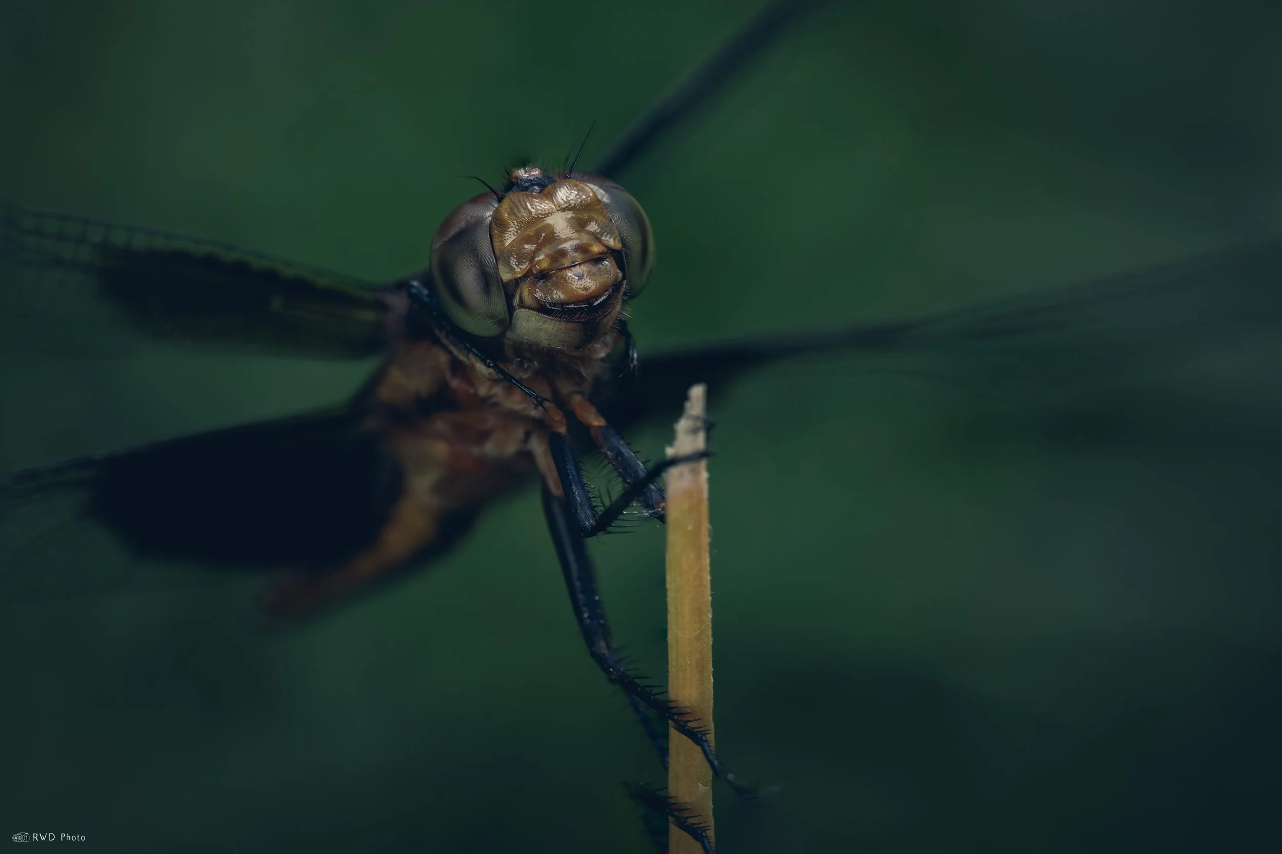 070325-Dragonfly.jpg