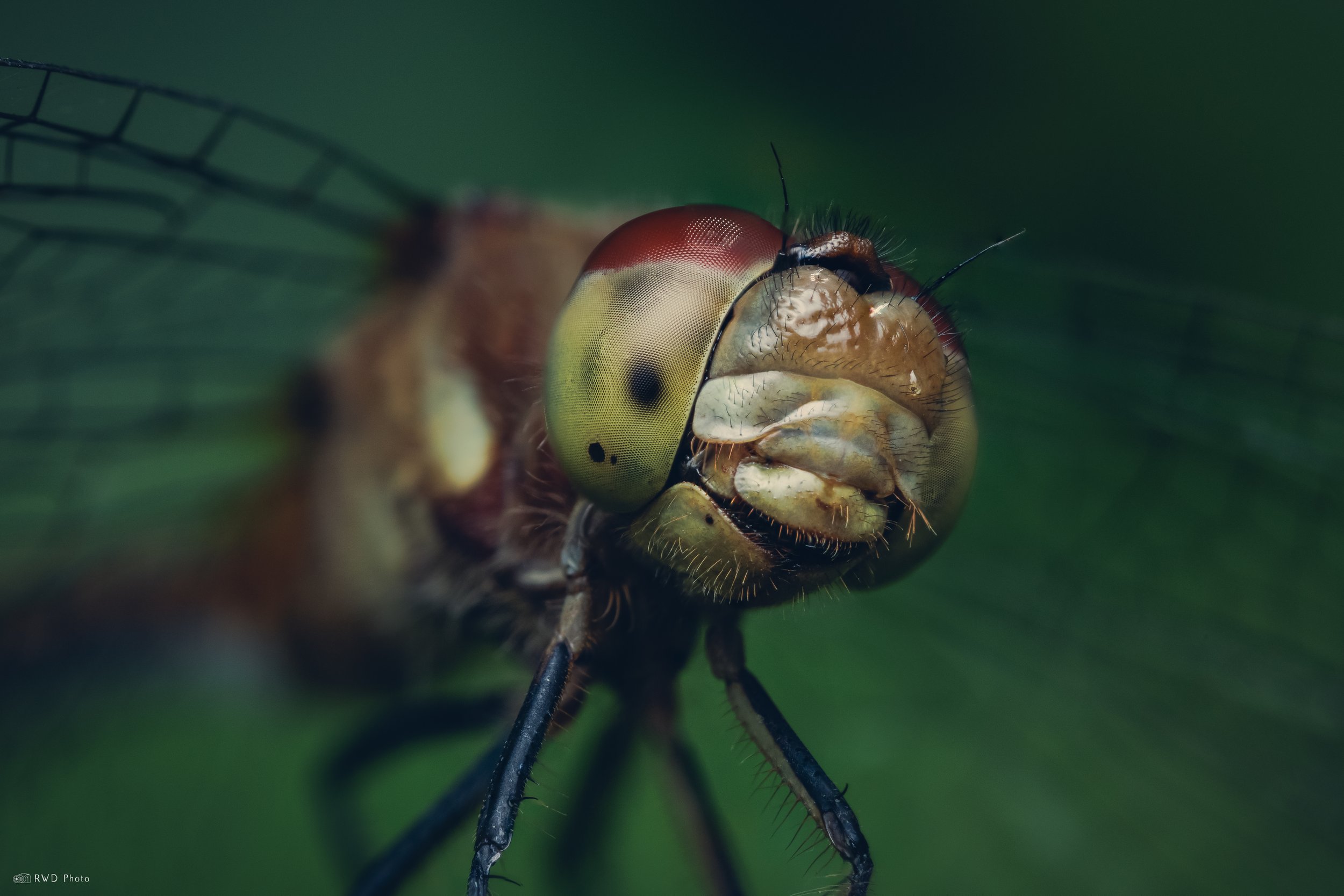 072925-Dragonfly.jpg