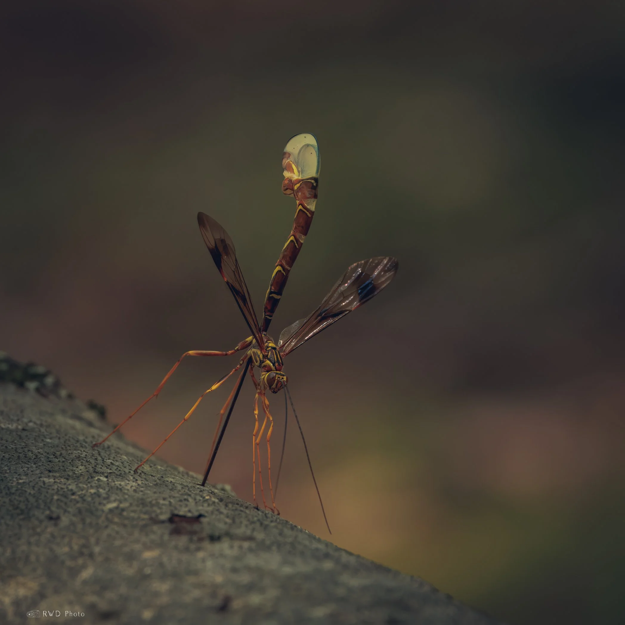 090824_GiantIcheumon-1.jpg