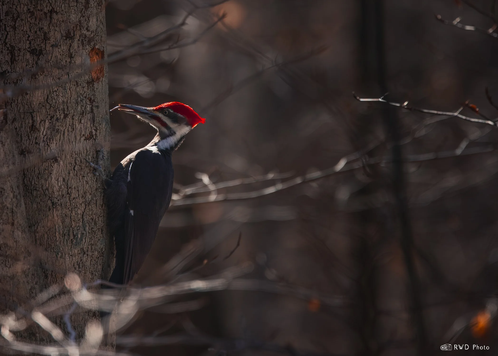 022424_Woodpecker-2.jpg