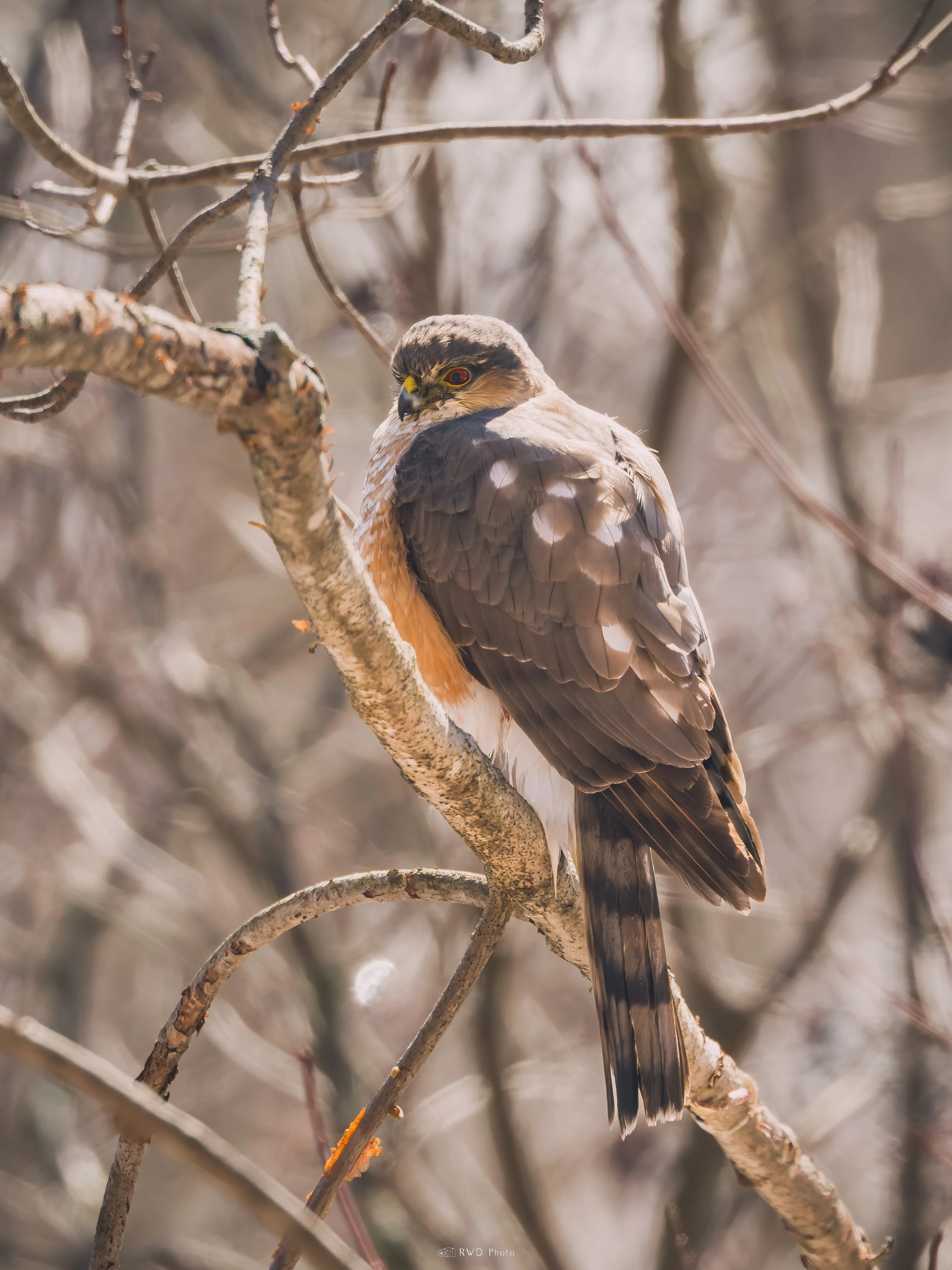 030426-CoopersHawk-1.jpg