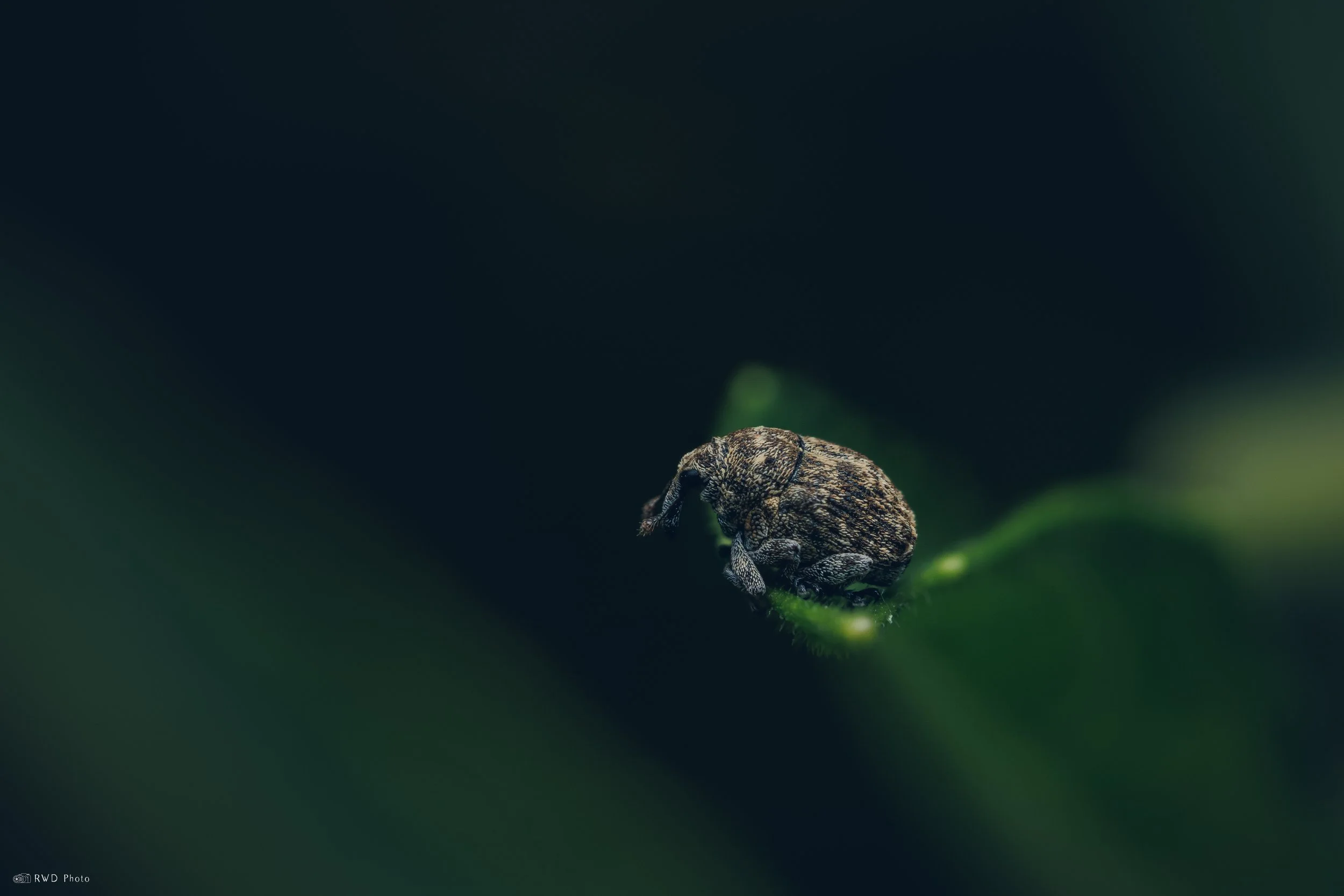 080125-Weevil.jpg