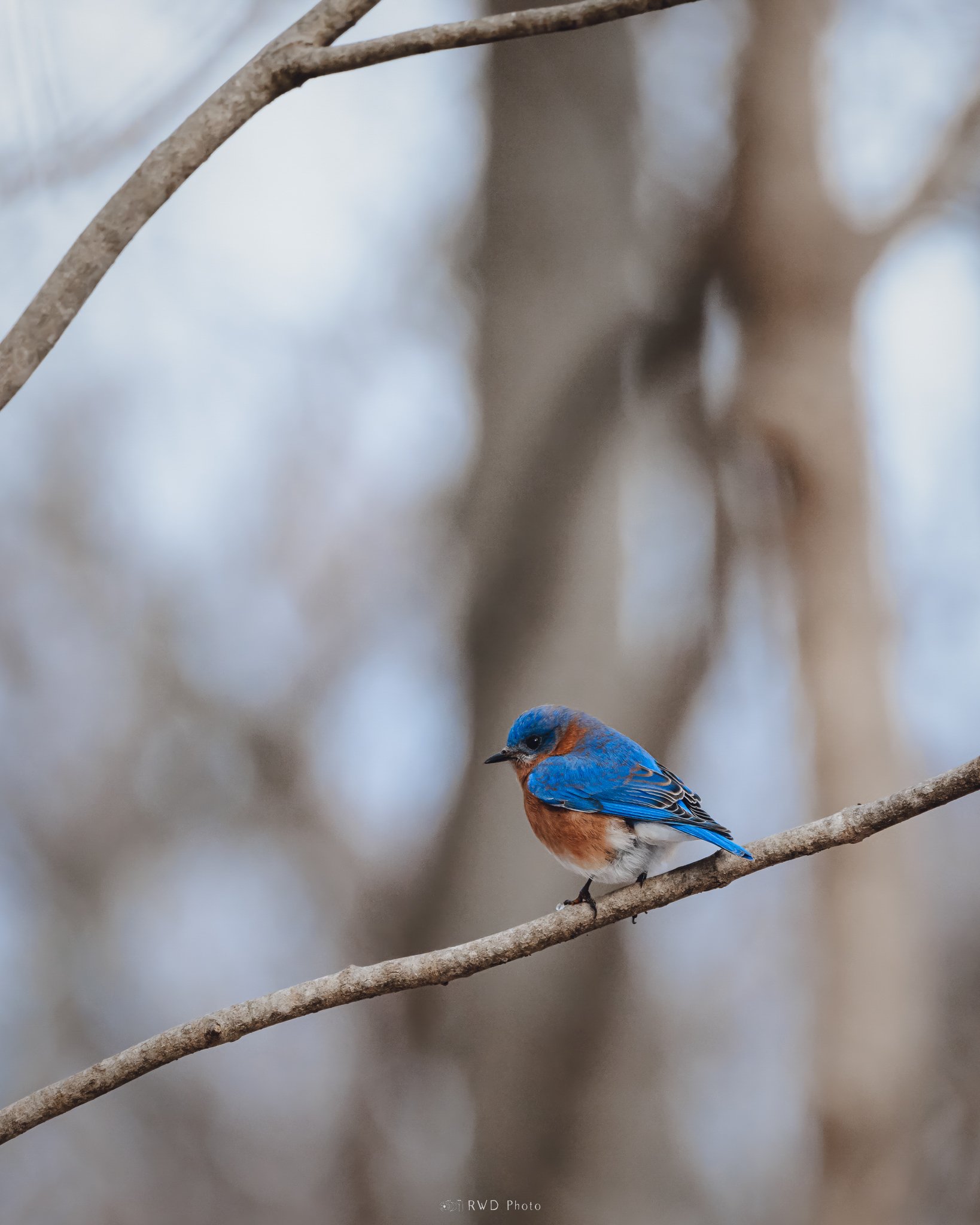 122124_EasternBluebird.jpg