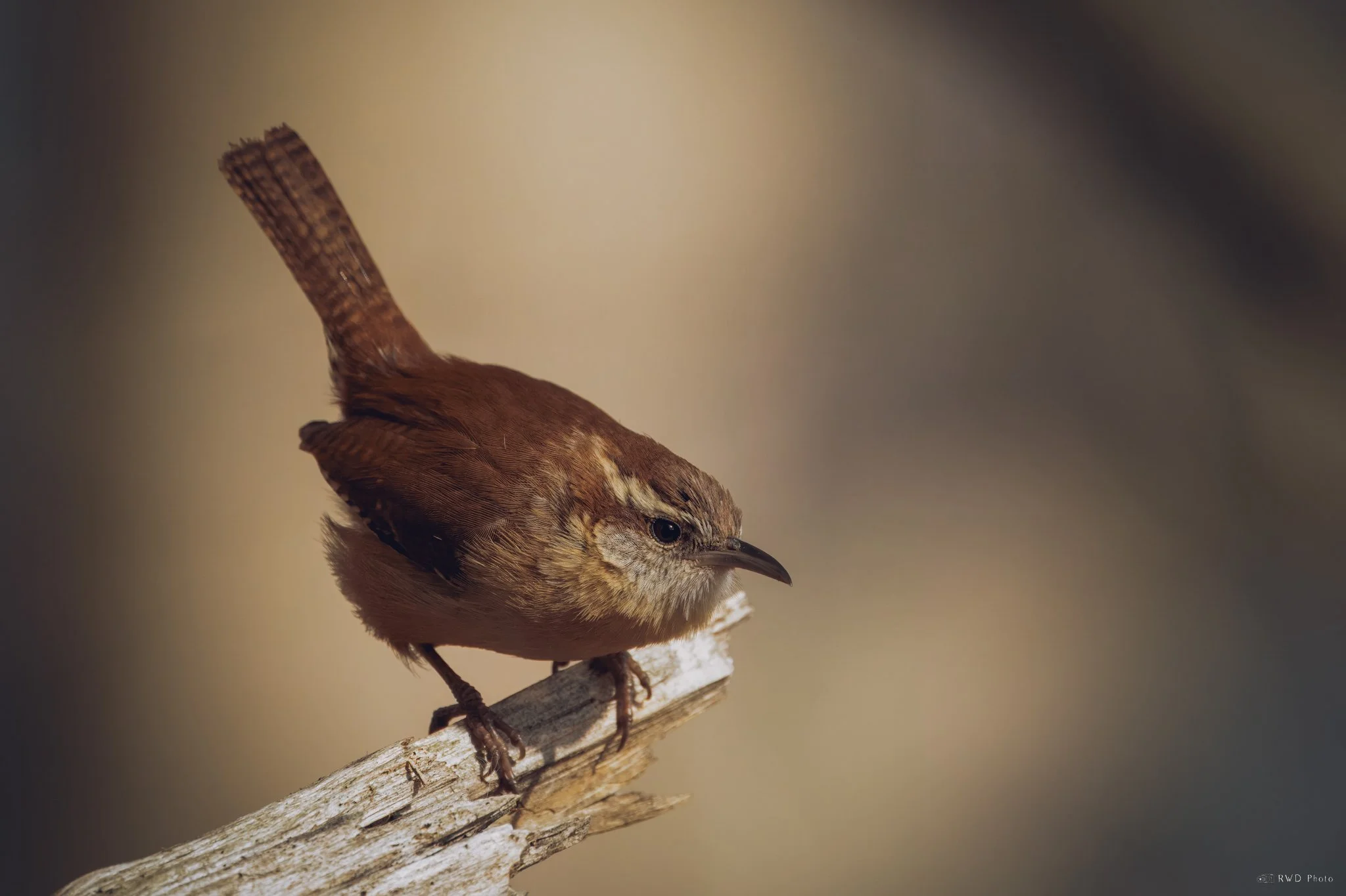 020425_Finch.jpg