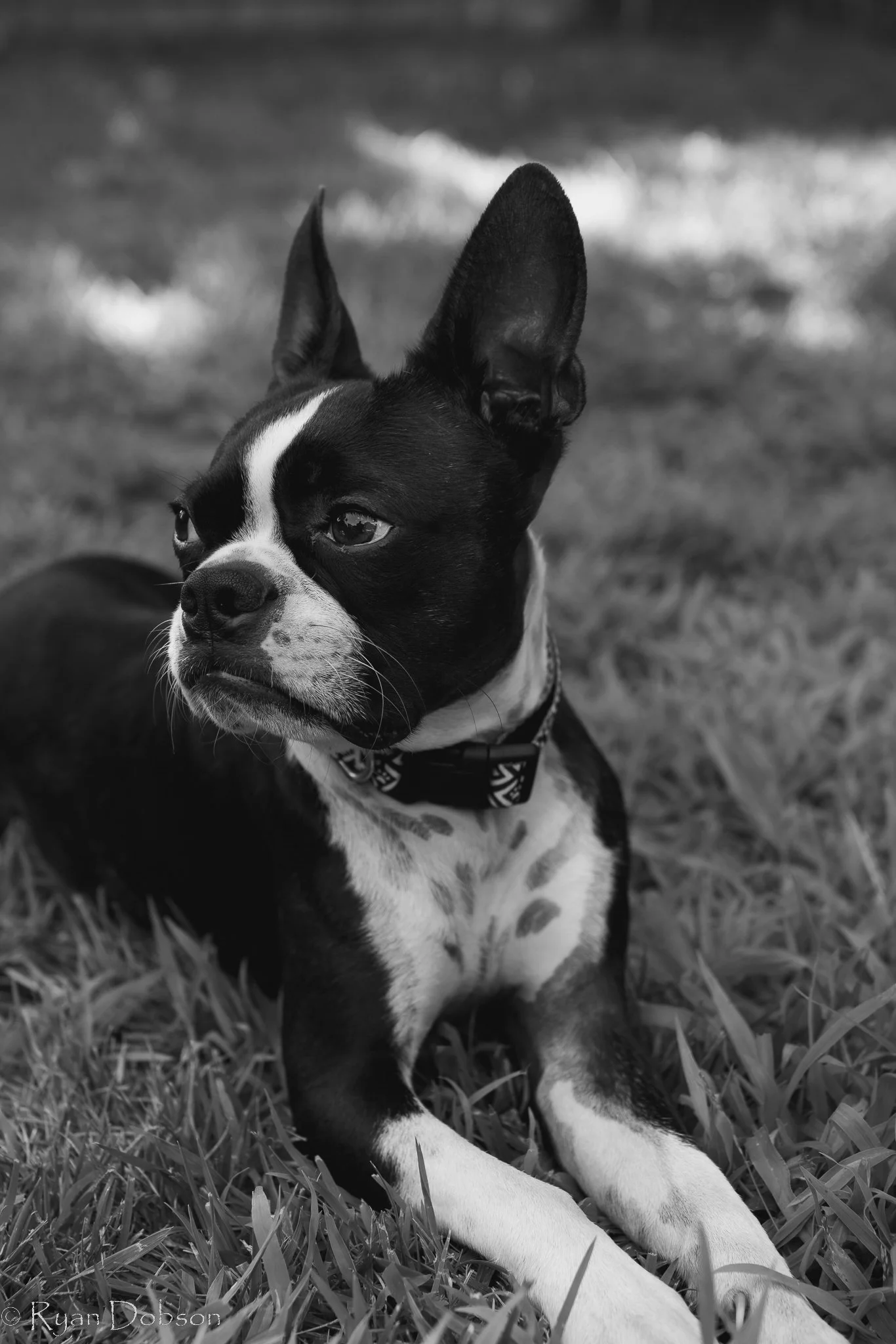 RWD-Ollie_080222-1.jpg