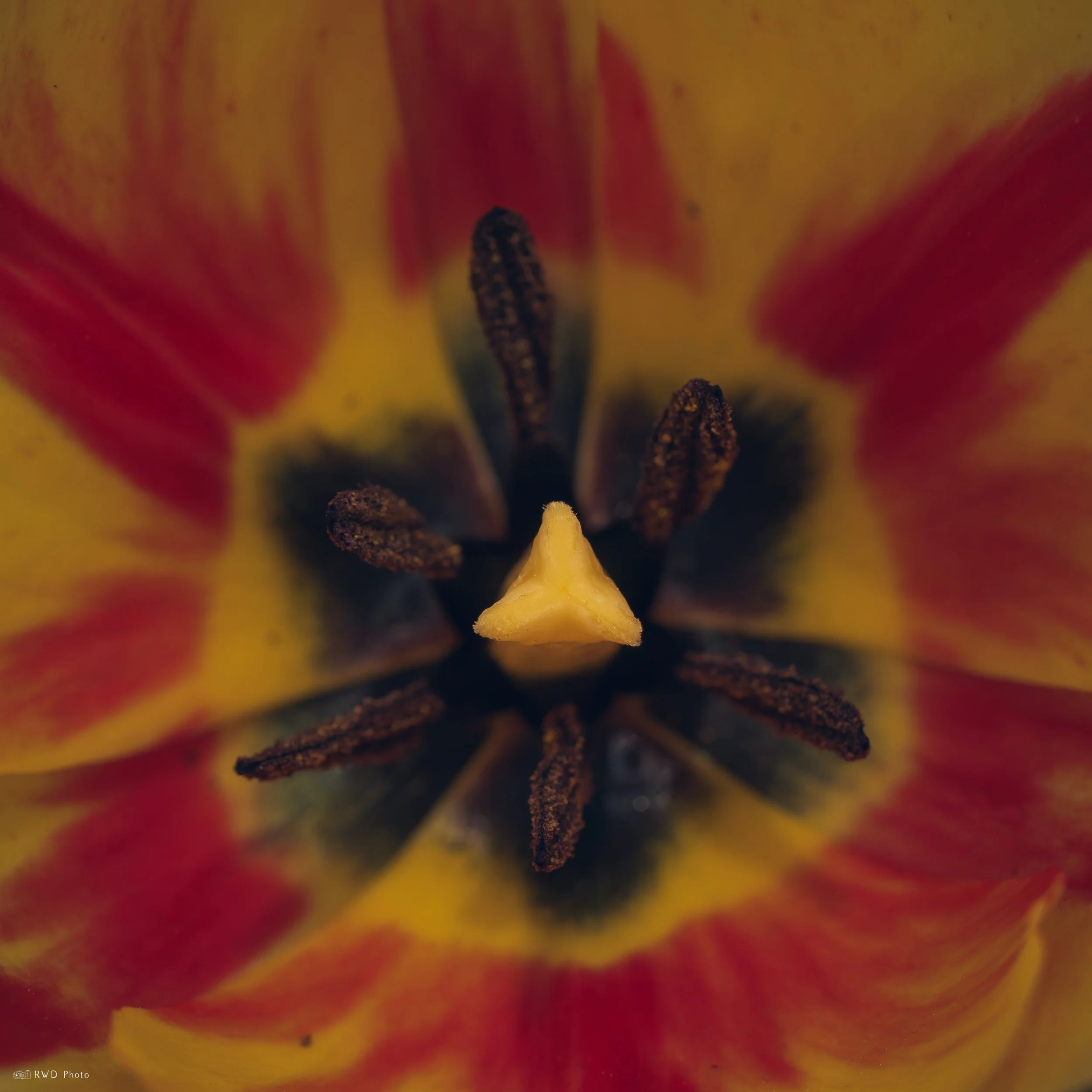 041925-TulipSquare.jpg