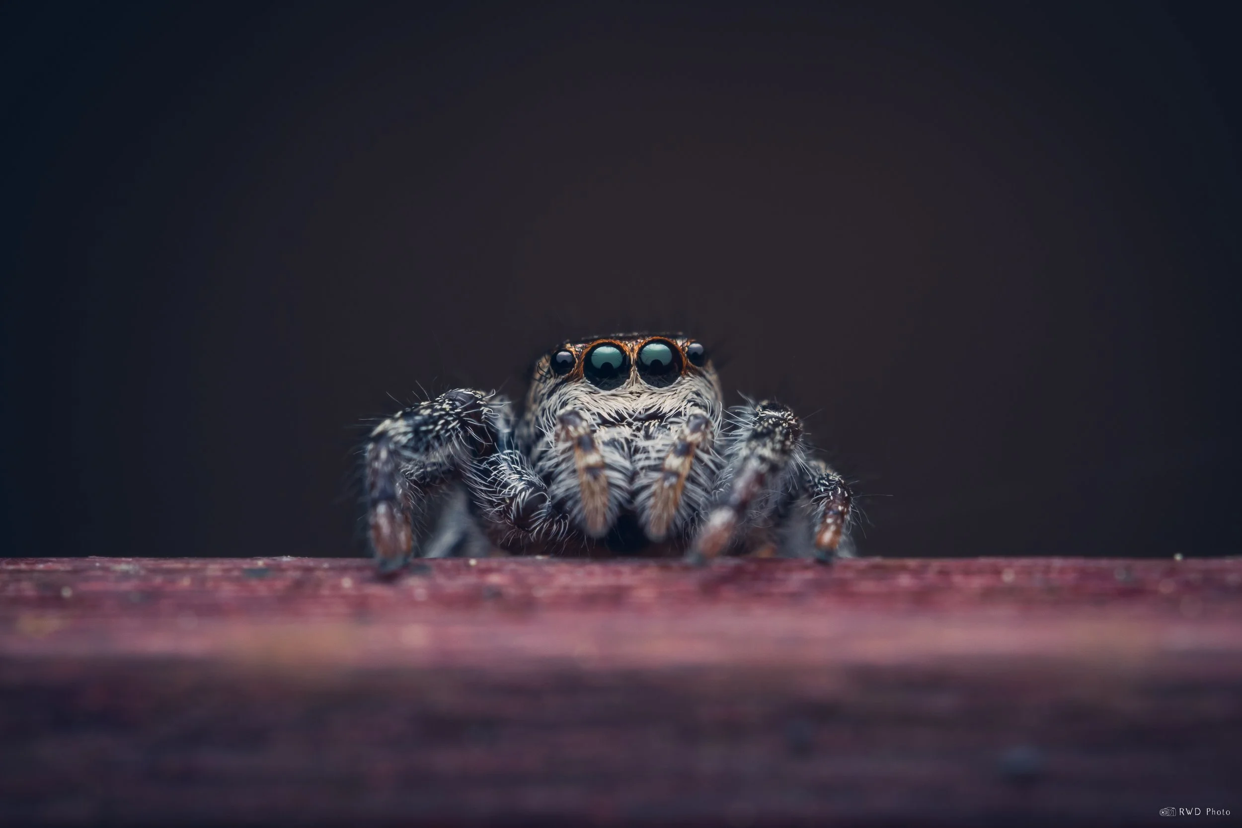 040426-JumpingSpider.jpg
