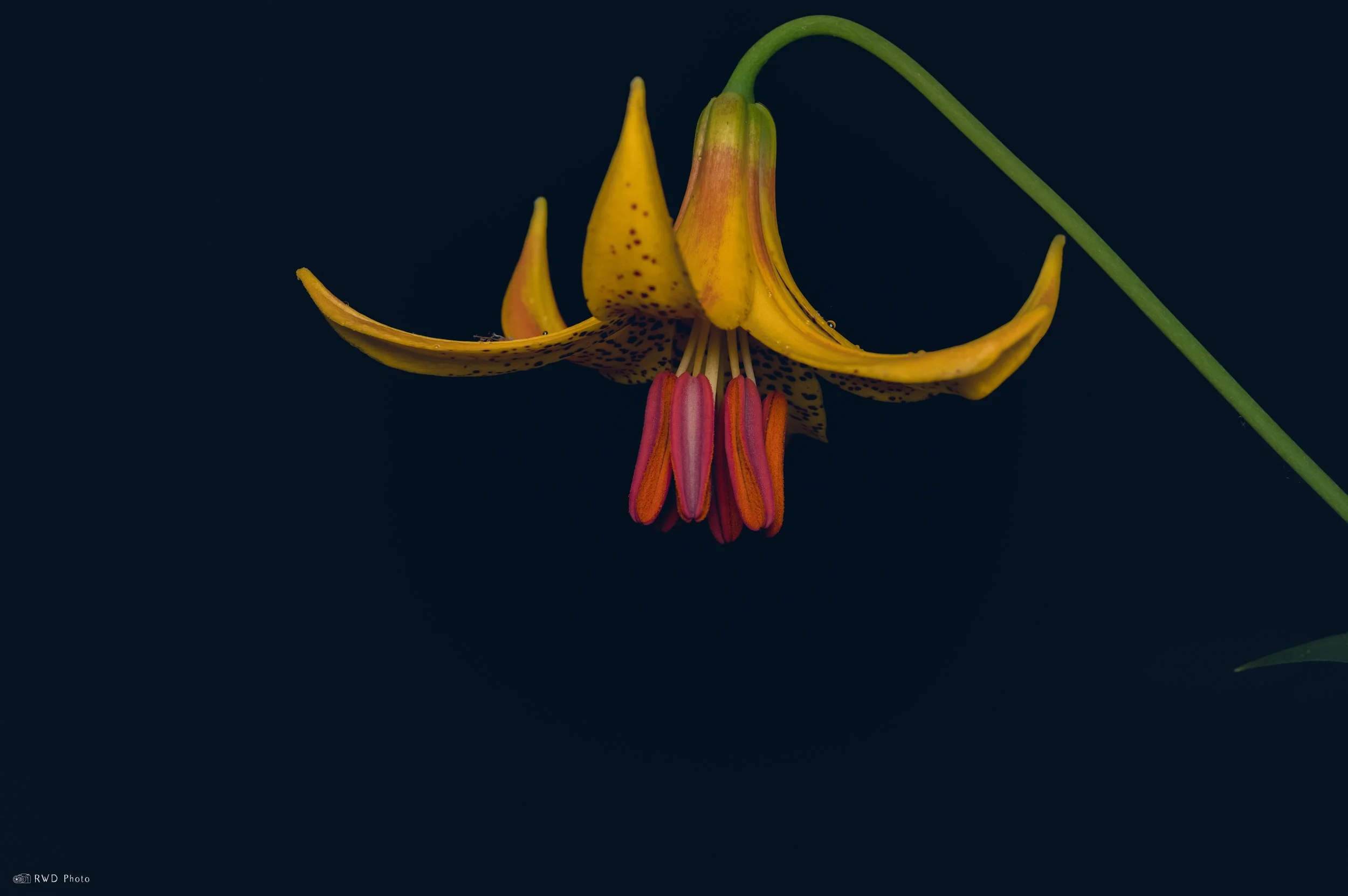 062226-Flower-2.jpg