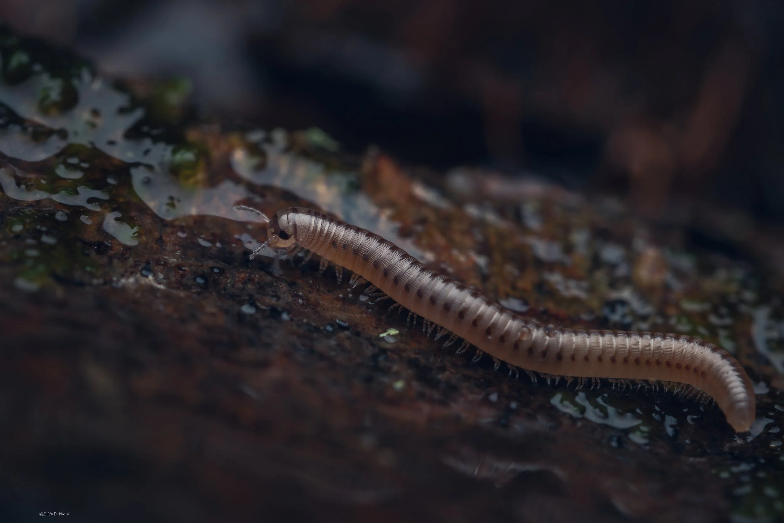 070726-Millipede-3.jpg