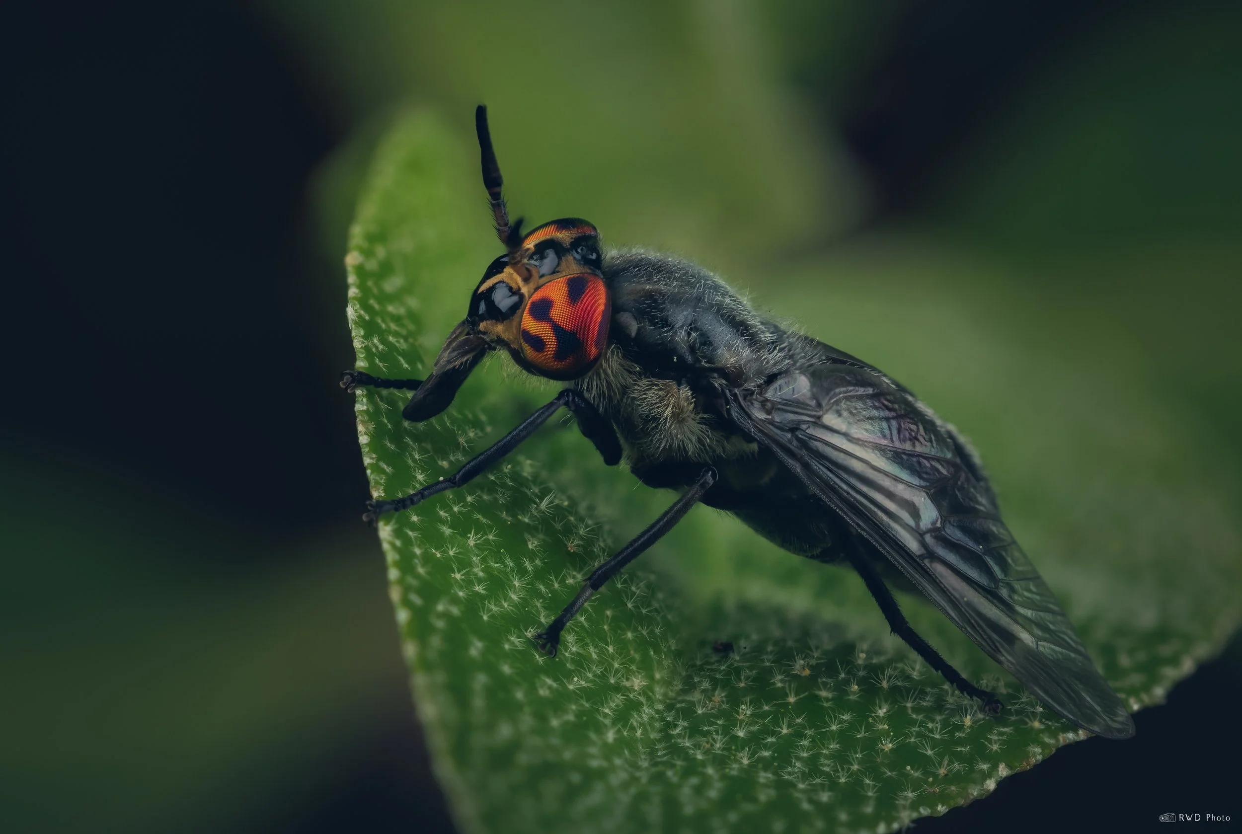 050425-DeerFly.jpg
