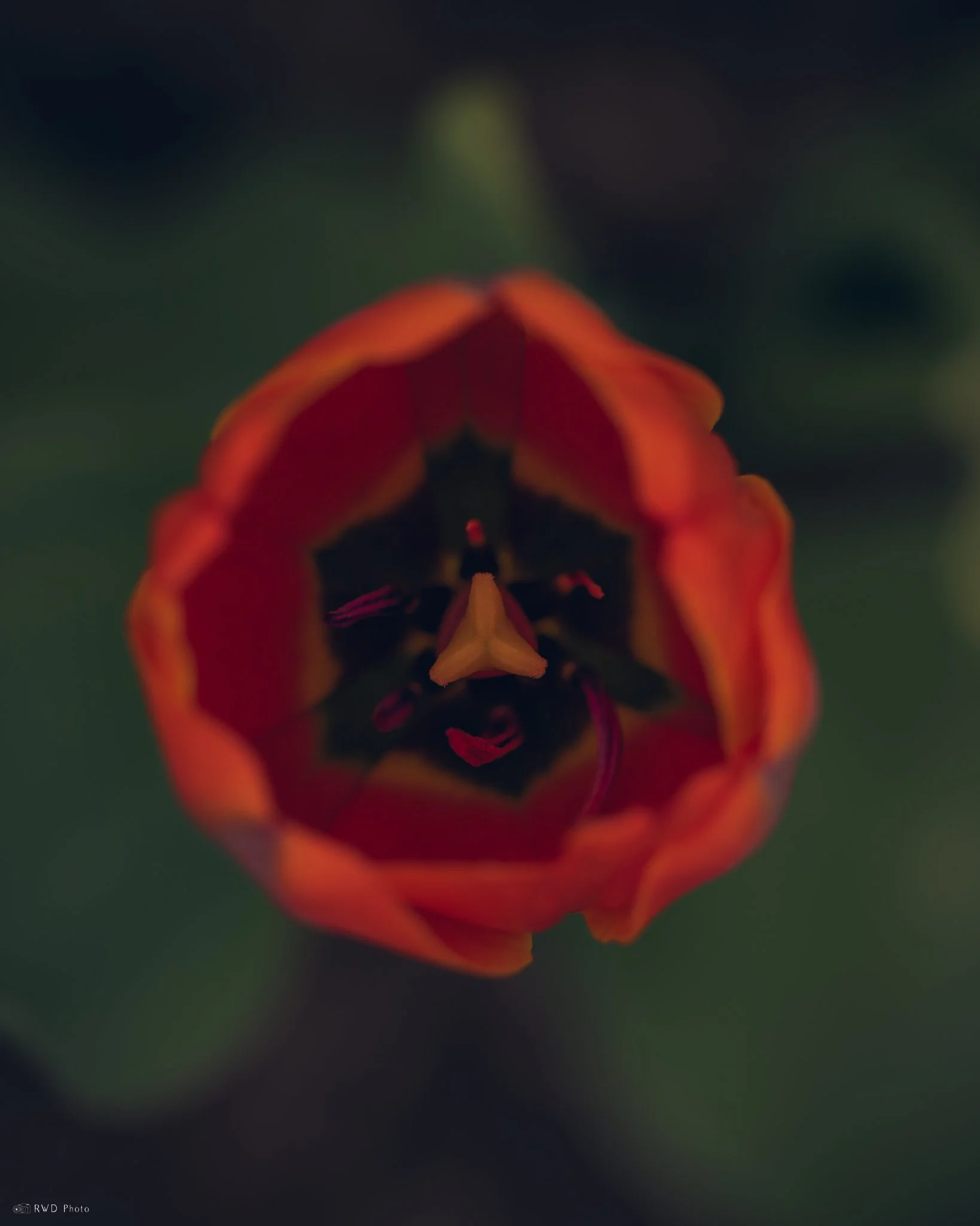041925-Tulip-2.jpg