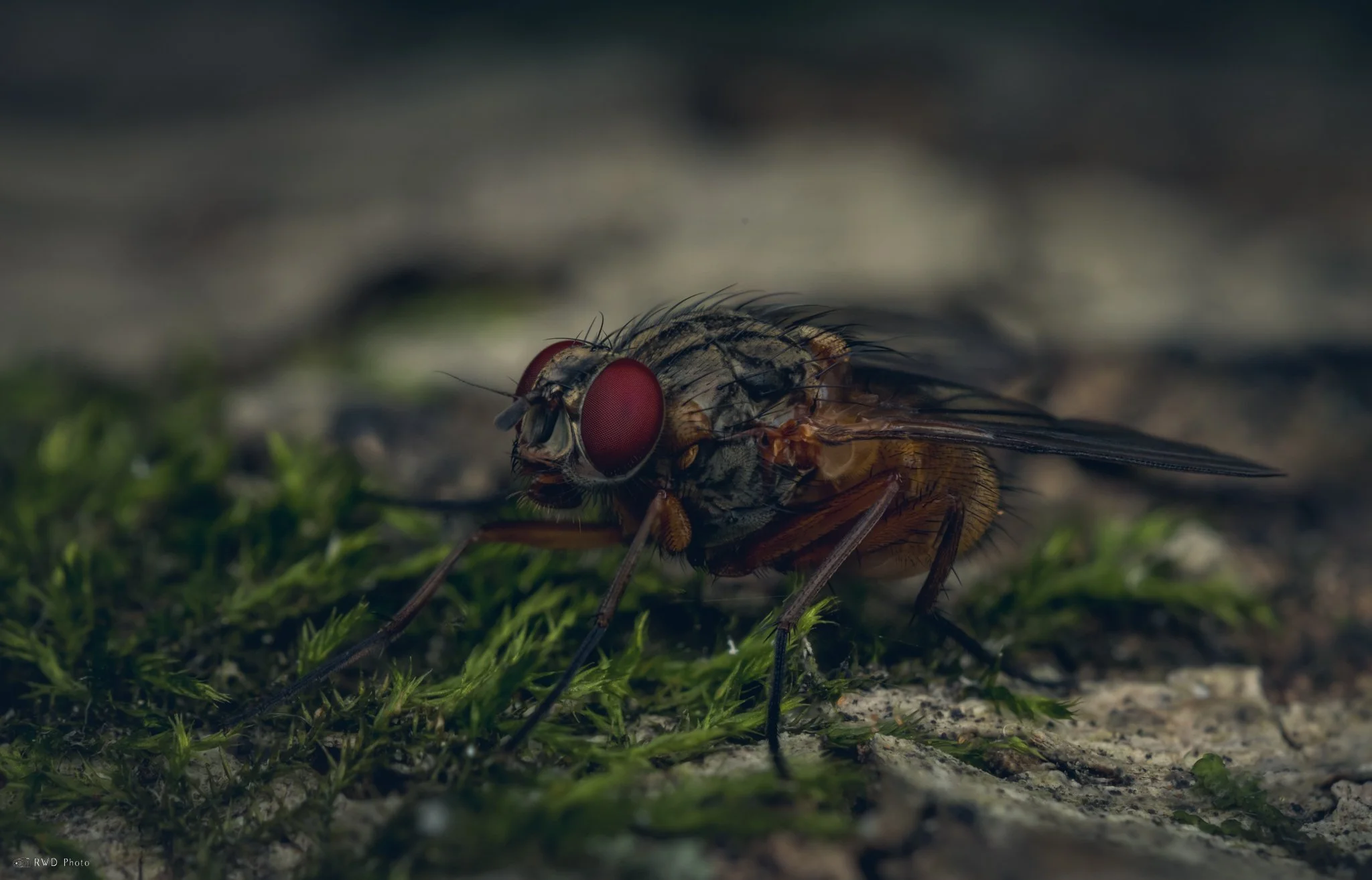 062325-Fly.jpg