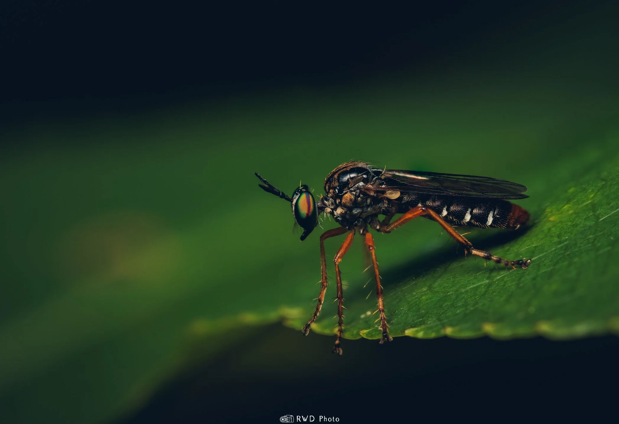 062224_RobberFly-1.jpg