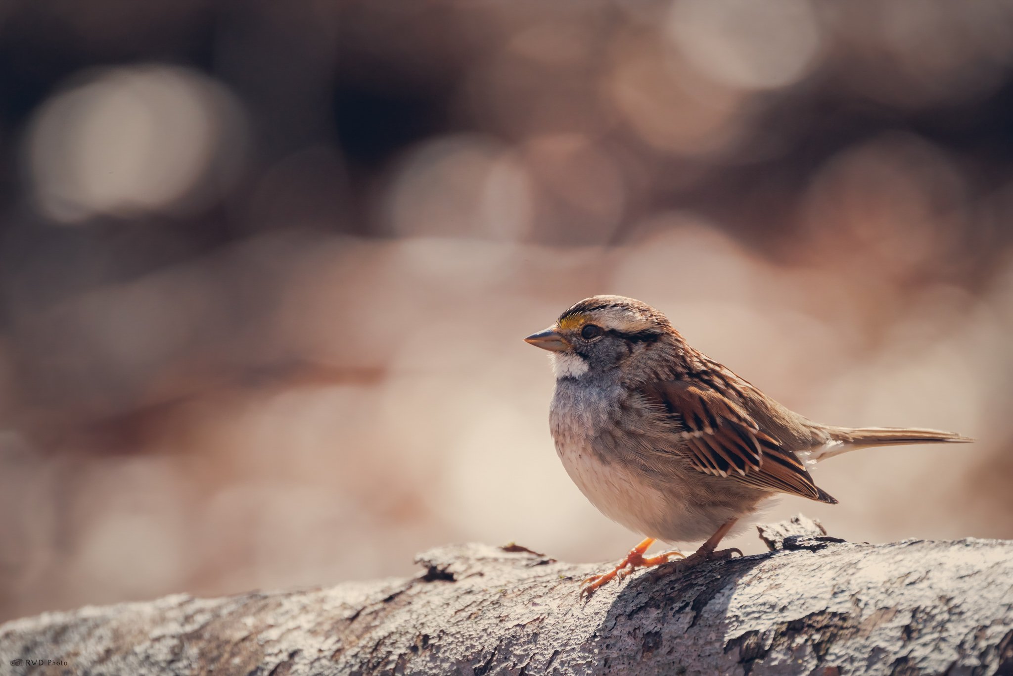 031225_Sparrow.jpg