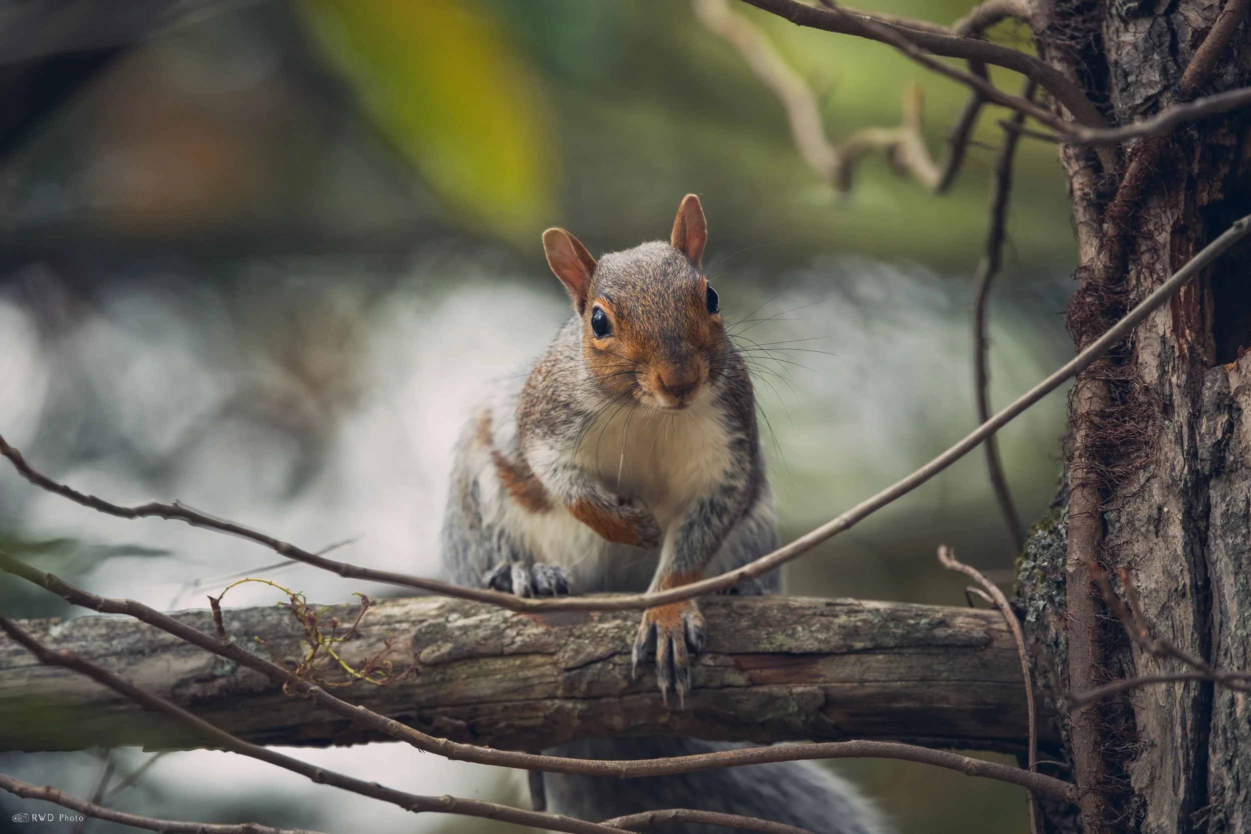 101125-Squirrel.jpg