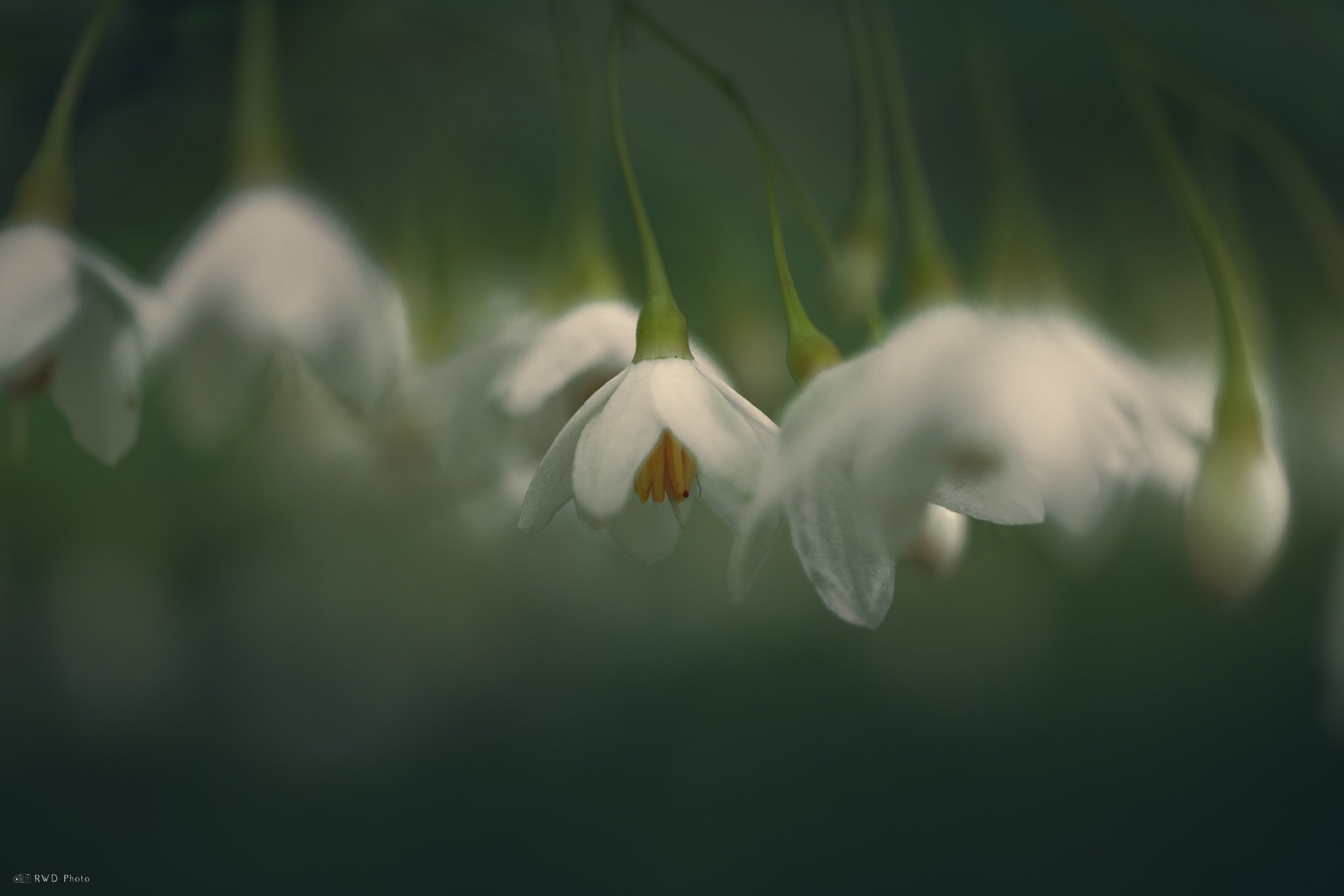 060125-JapaneseSnowbell.jpg