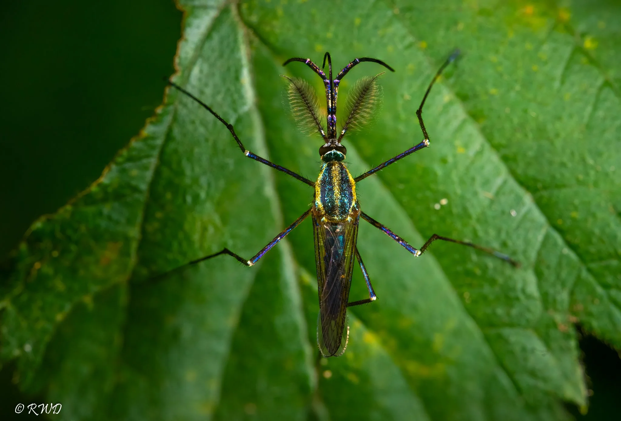 083123_ElephantMosquito.jpg