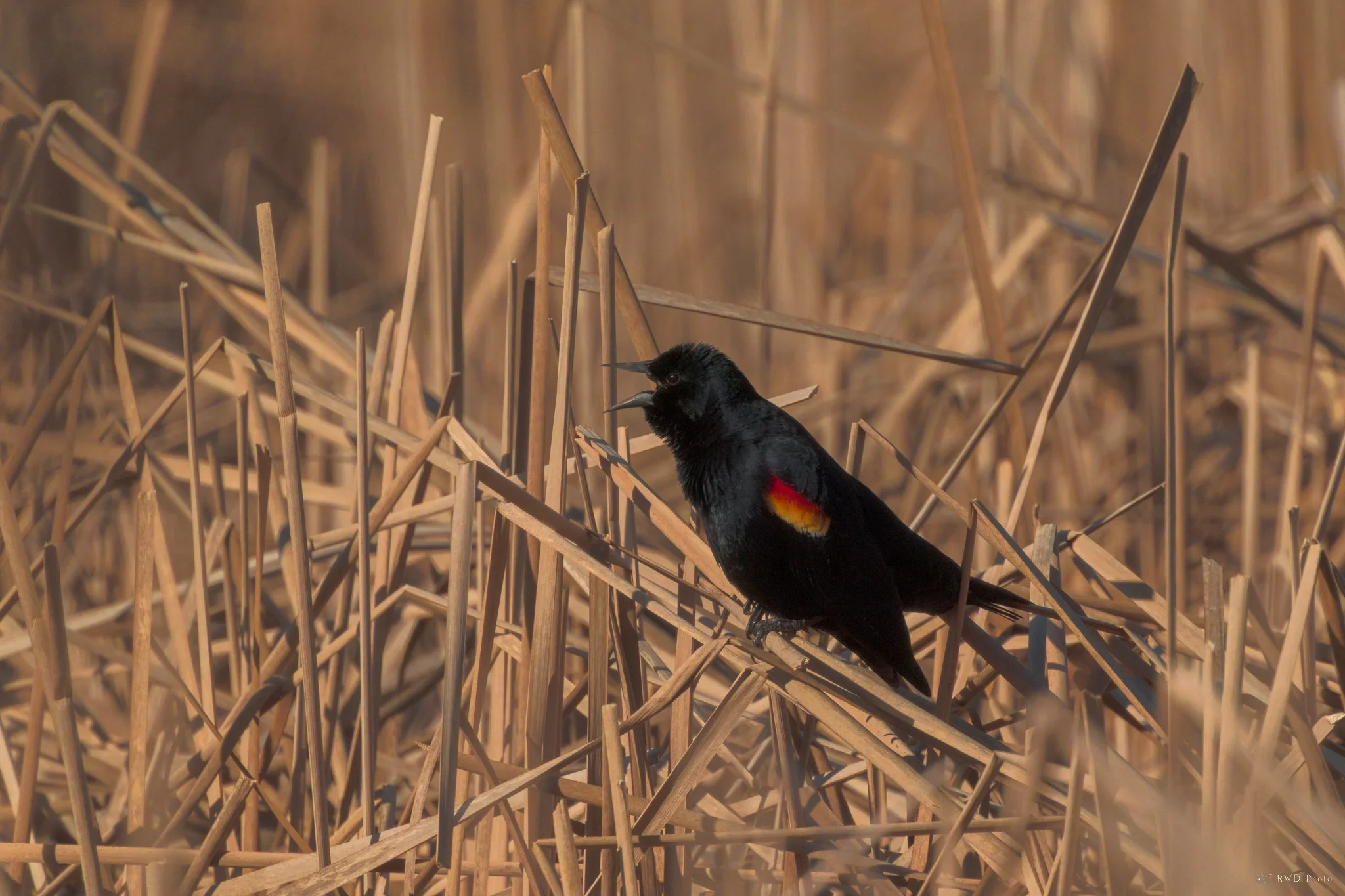 031225_RedwingBlackbird.jpg