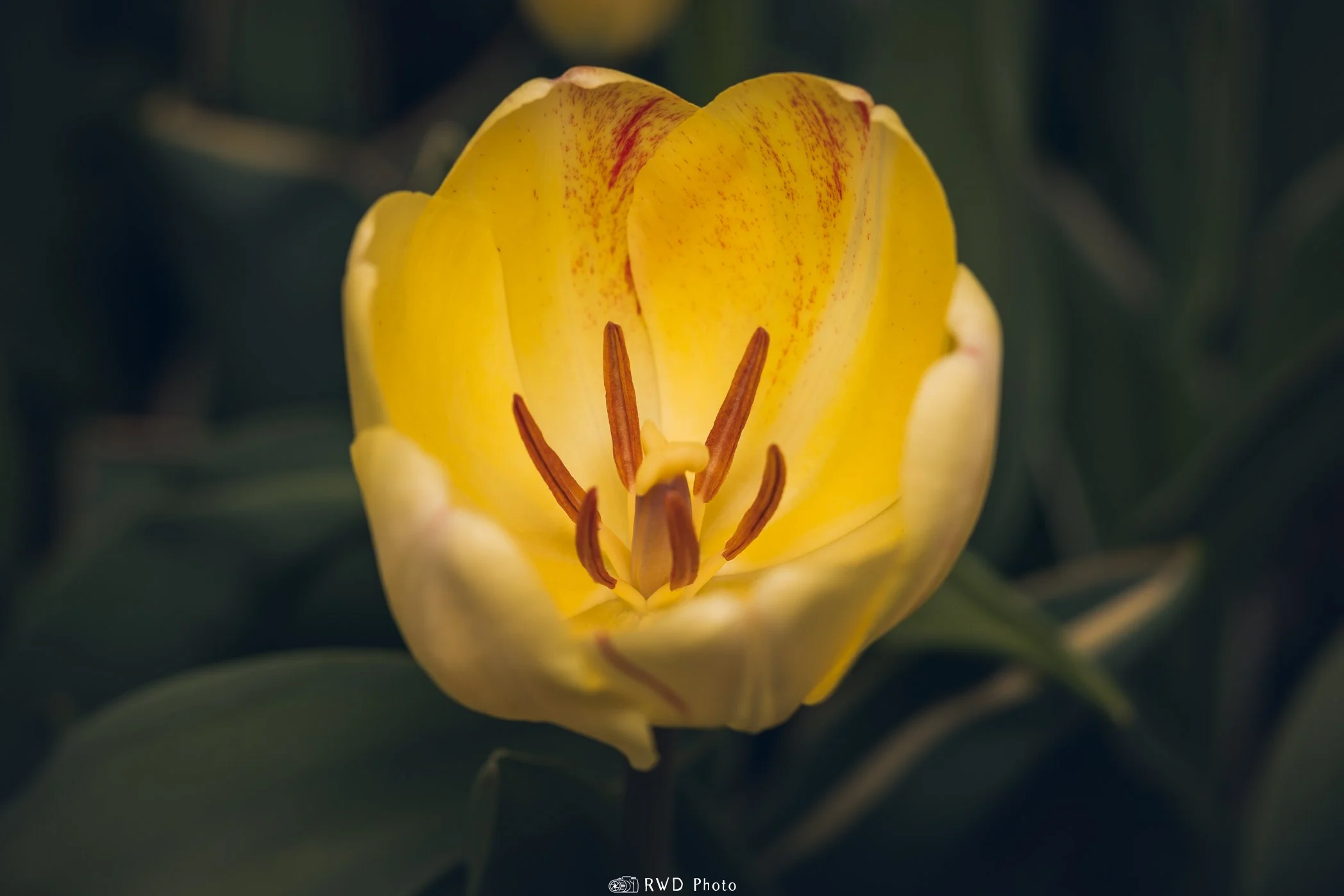 030324_Tulip-2.jpg