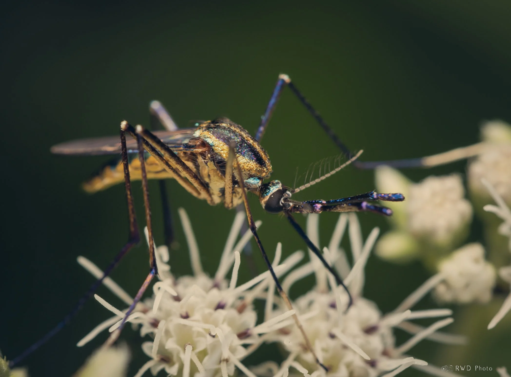 082124_ElephantMosquito.jpg