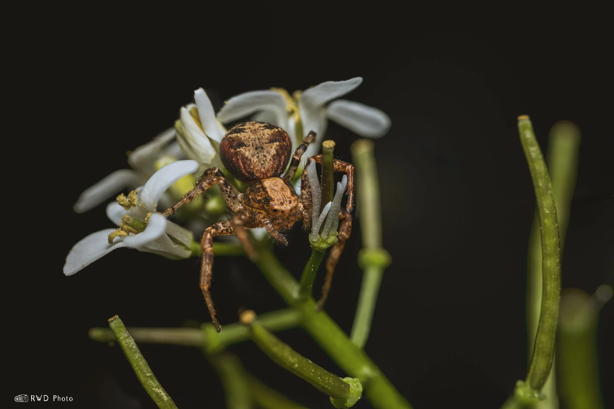 050624_CrabSpider-1.jpg