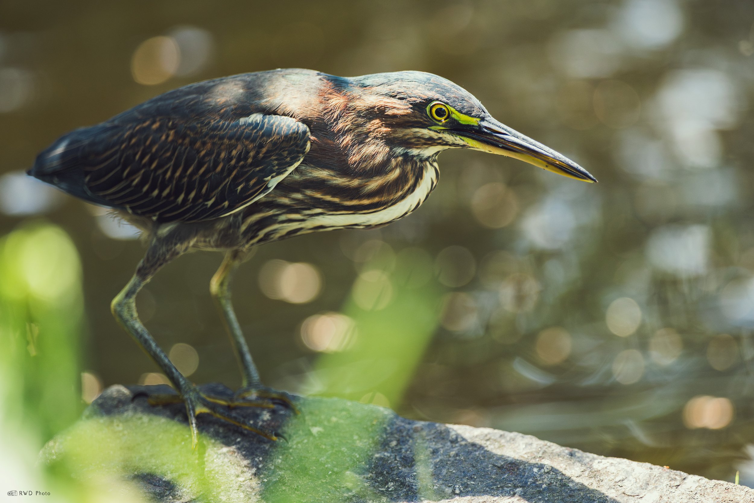 082425-GreenHeron.jpg