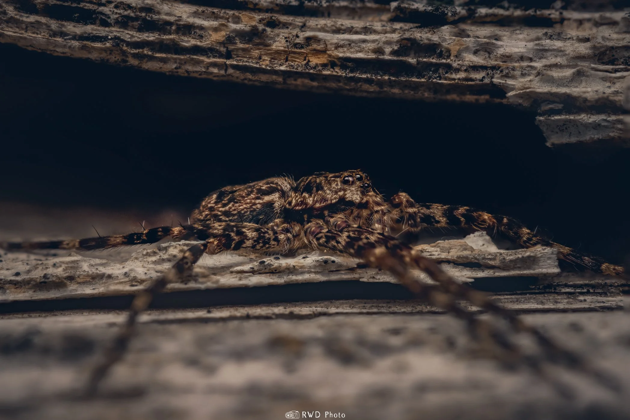 031624_NurserYWebSpider-1.jpg