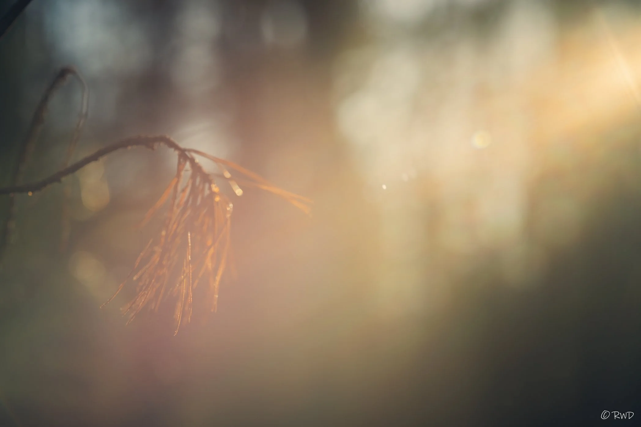 121523_WarmSunlight-2.jpg