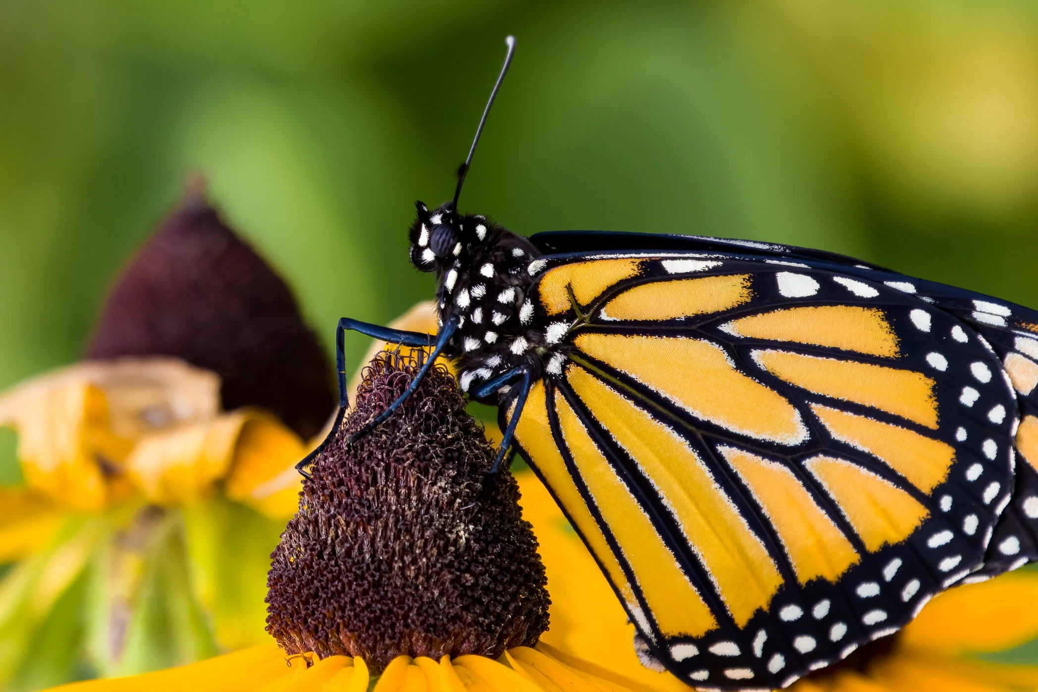 082222_Monarch-1.jpg