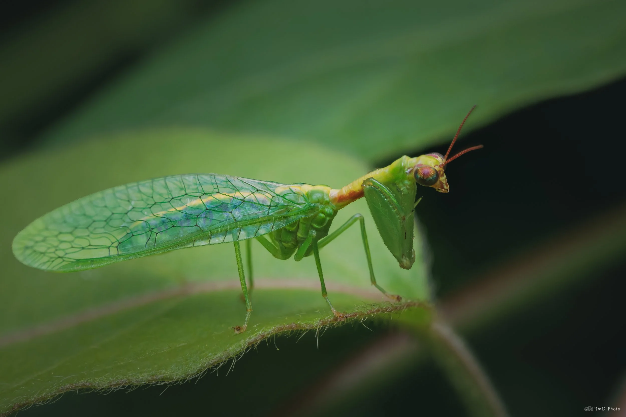 091425-GreenMantisfly-2.jpg